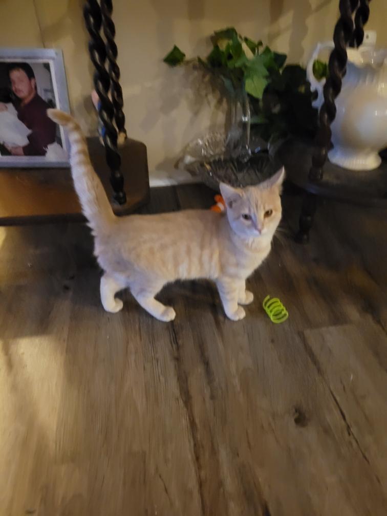 Enlarge Yofi, a Adopted Domestic Short Hair in Buchanan, TN image 3/3