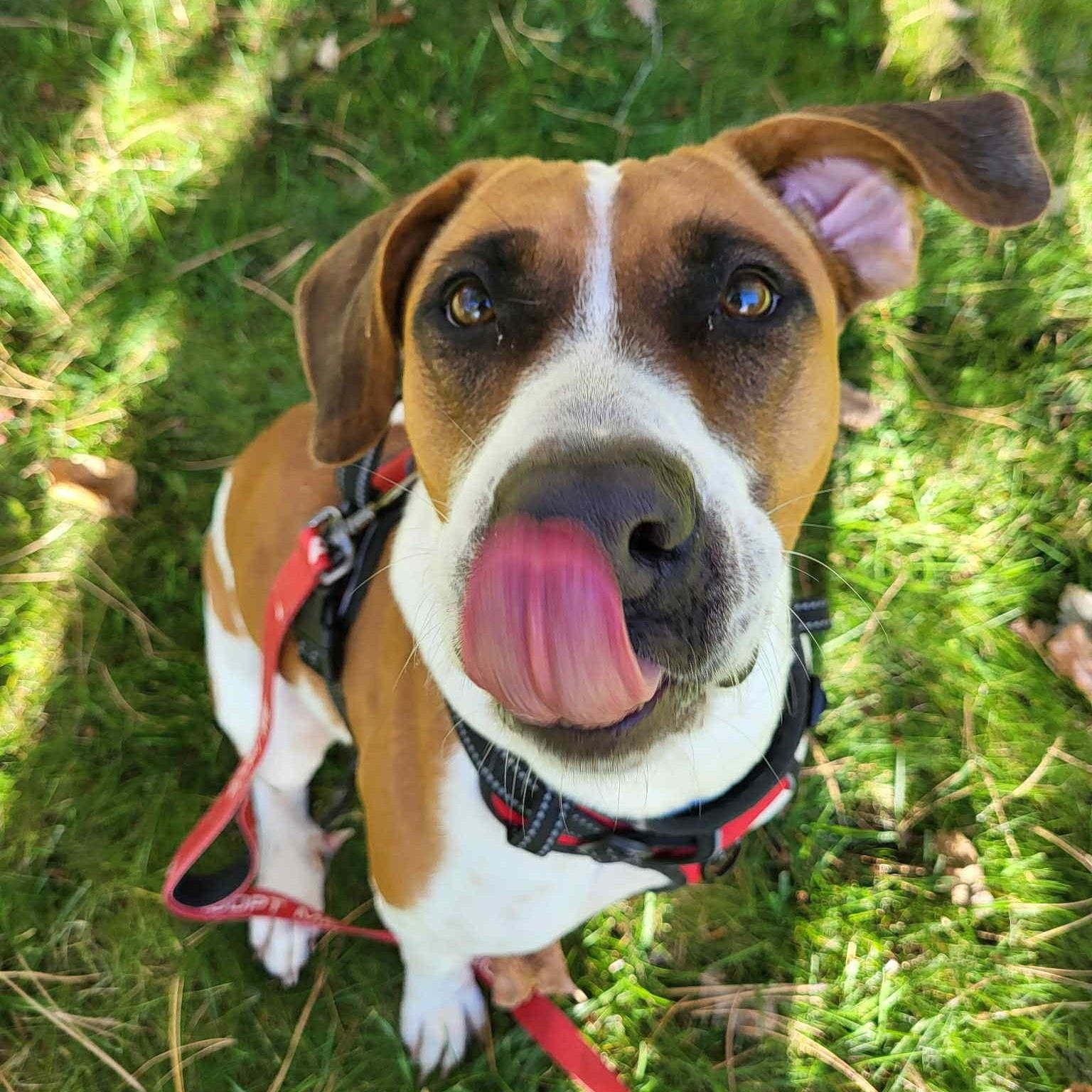 Enlarge Sorbet, a Adoptable Pit Bull Terrier in Boise, ID image 2/5