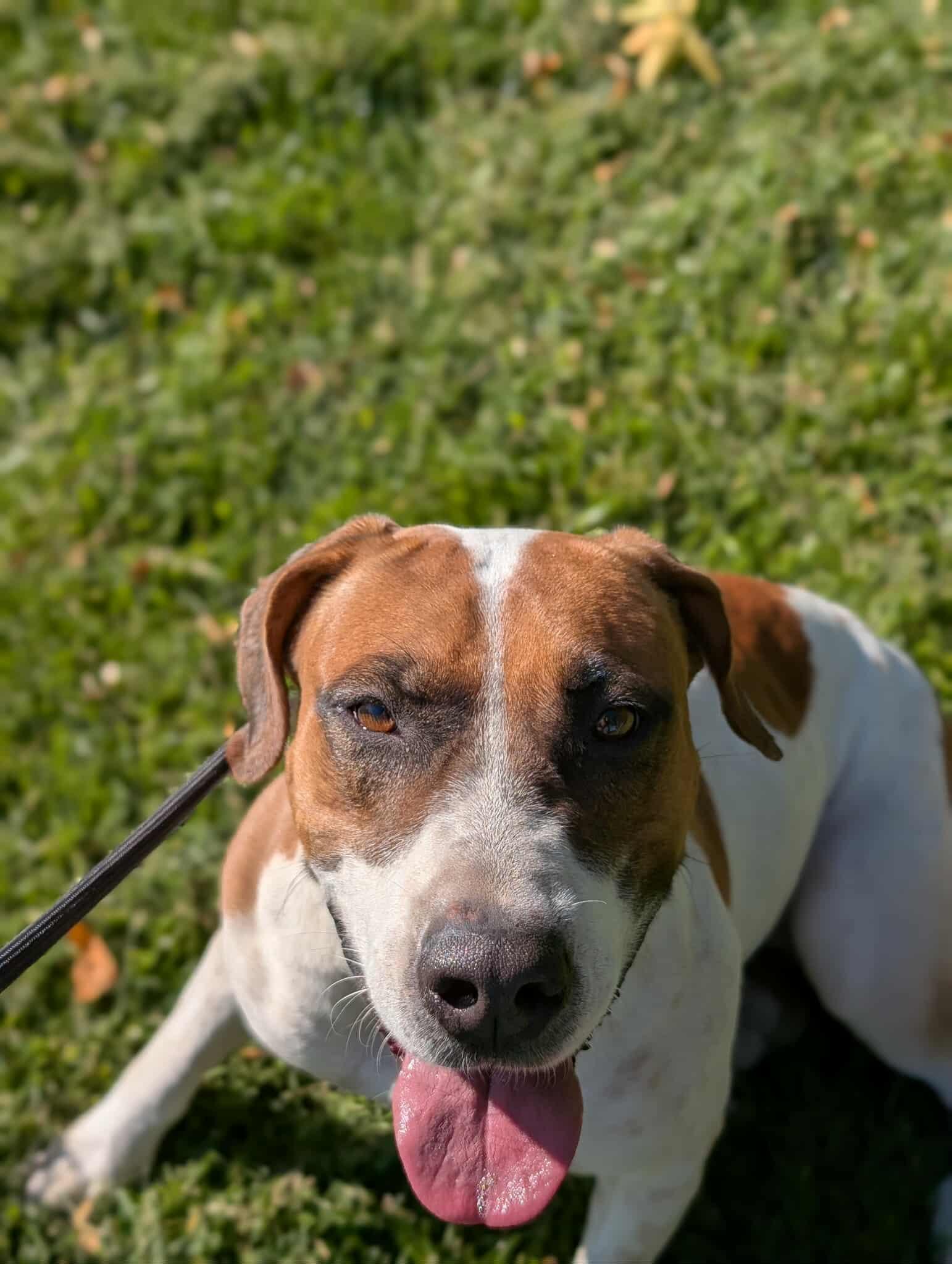 Sorbet, a Adoptable Foxhound in Boise, ID image 1/3