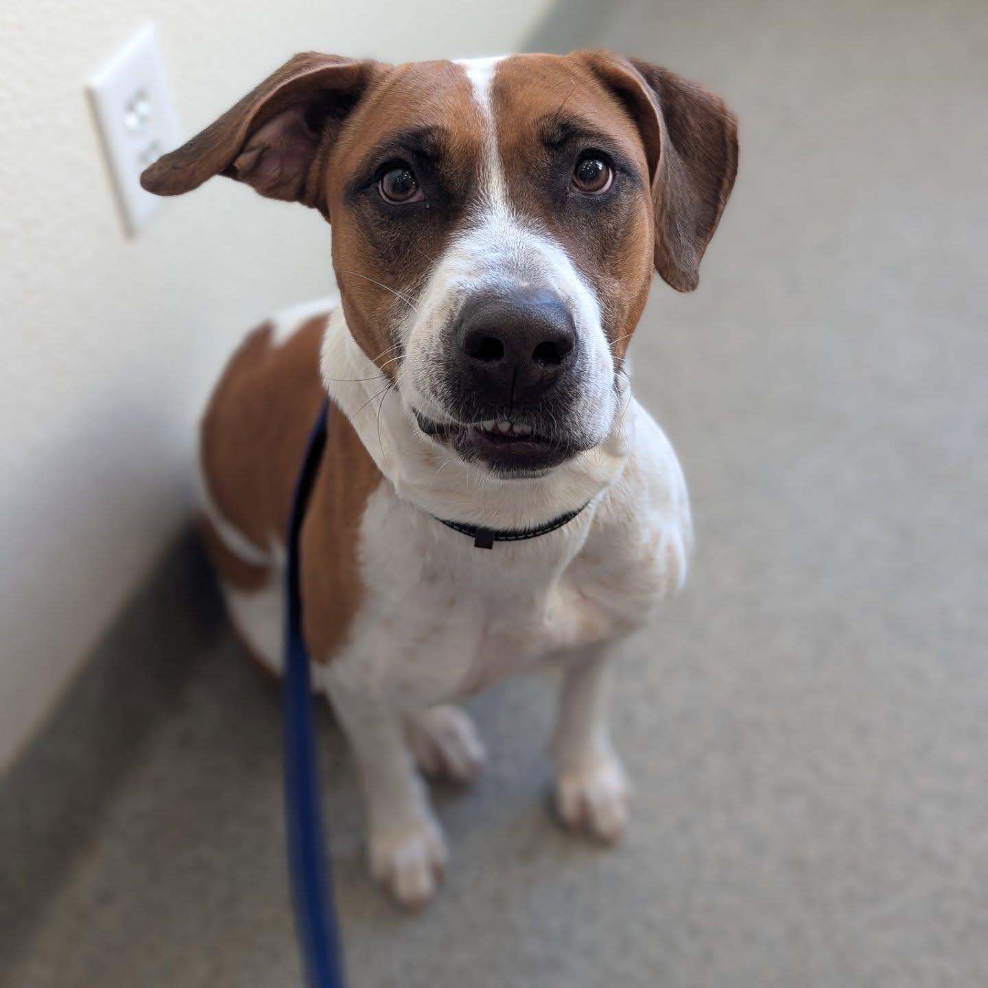 Enlarge Sorbet, a Adoptable Pit Bull Terrier in Boise, ID image 3/5