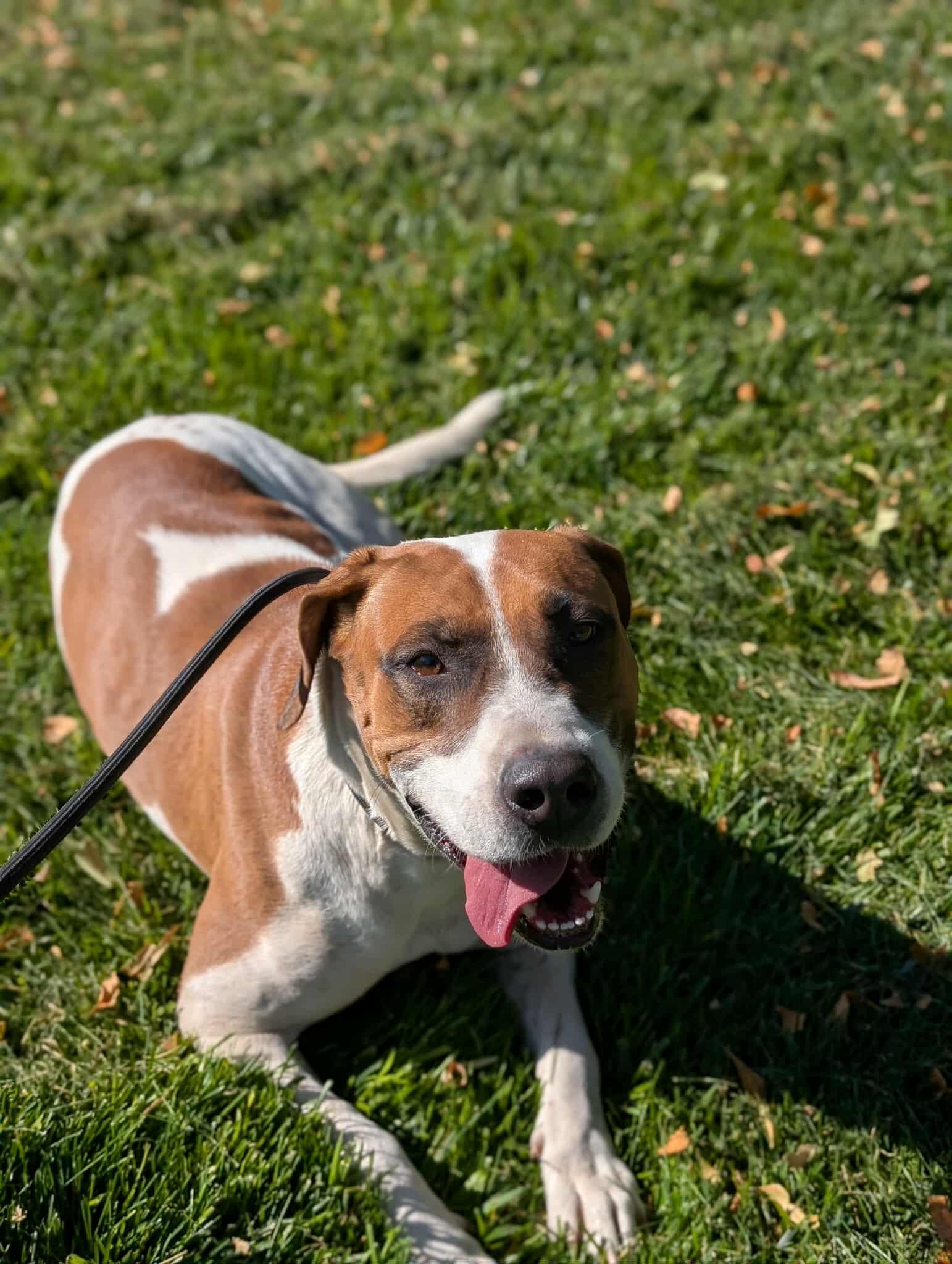 Sorbet, a Adoptable Foxhound in Boise, ID image 2/3