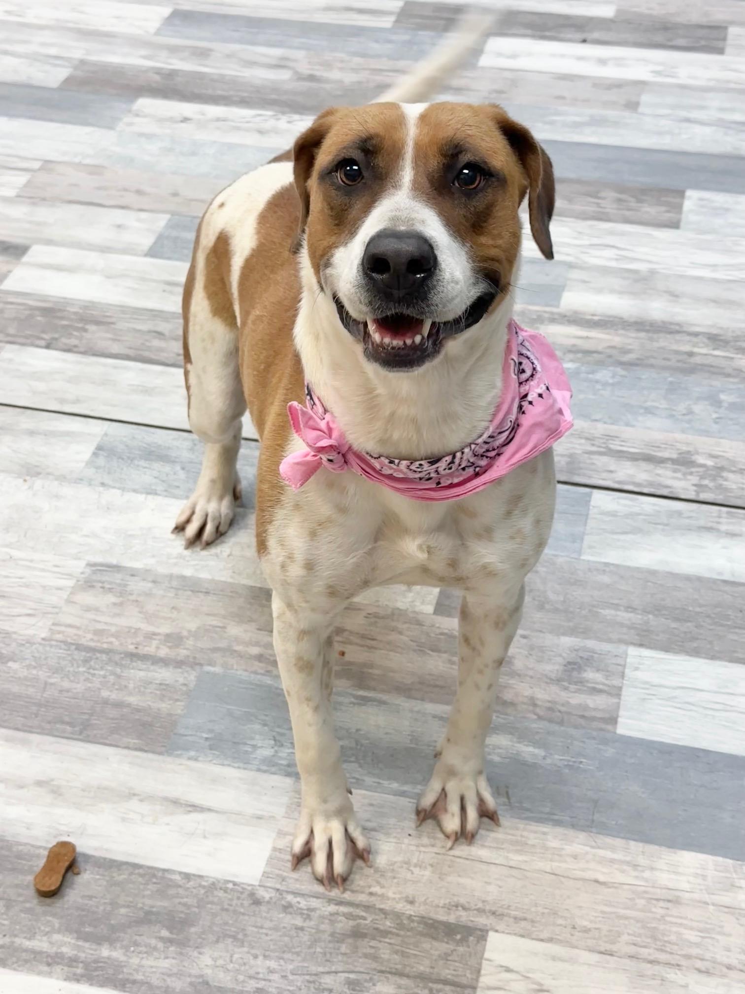 Sorbet, Adoptable, Adult Female Foxhound.