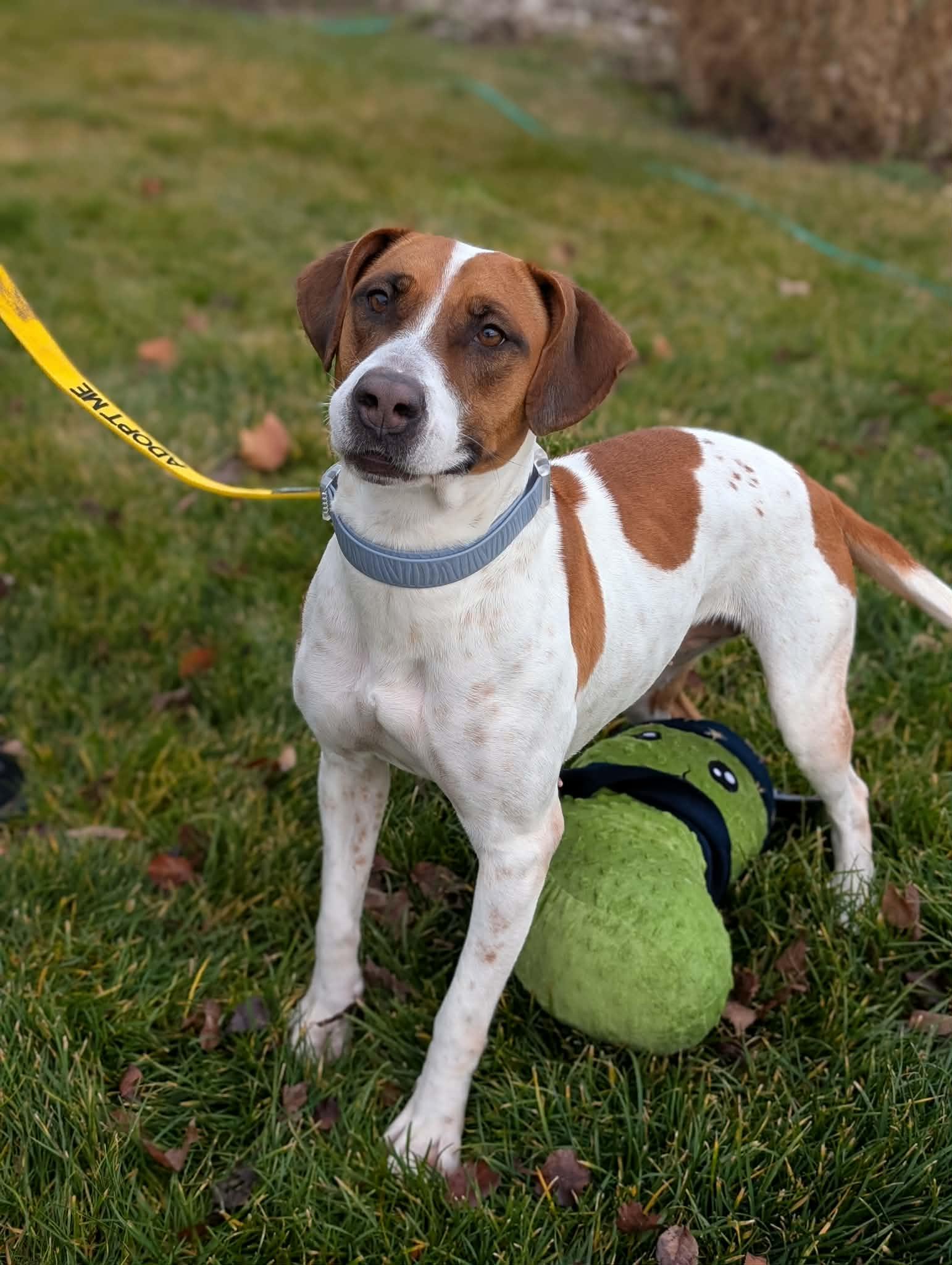Enlarge Sorbet, a Adoptable Pit Bull Terrier in Boise, ID image 1/5