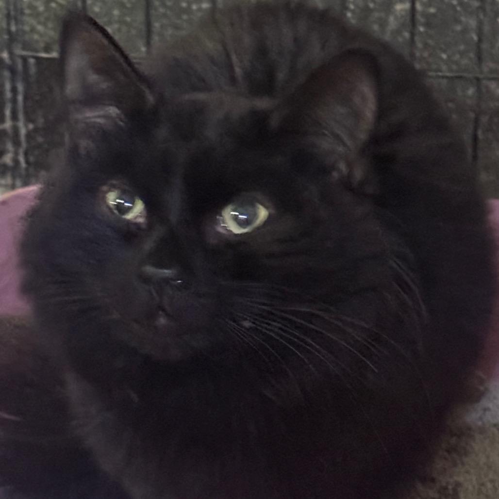Nashville, Adoptable, Adult Male Domestic Medium Hair.