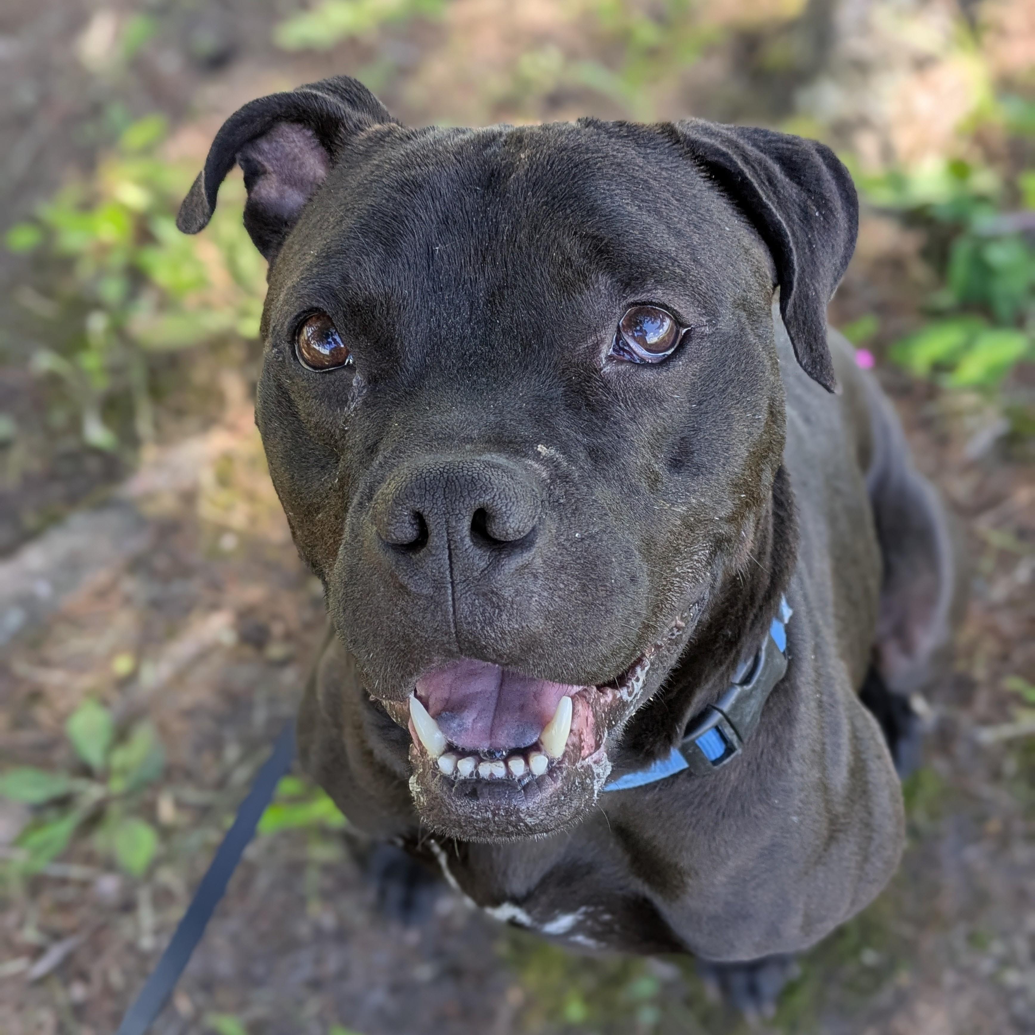 Enlarge Reid, a Adoptable Terrier in Syracuse, NY image 1/2