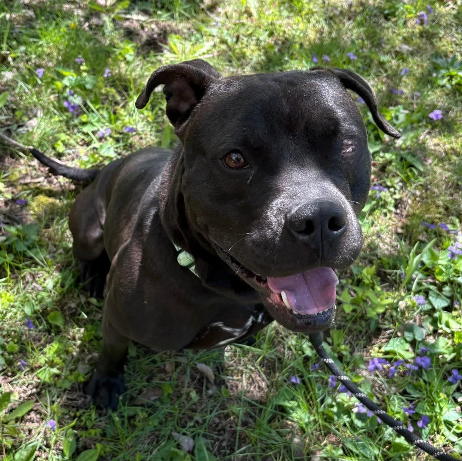 Enlarge Reid, a Adoptable Terrier in Syracuse, NY image 2/2