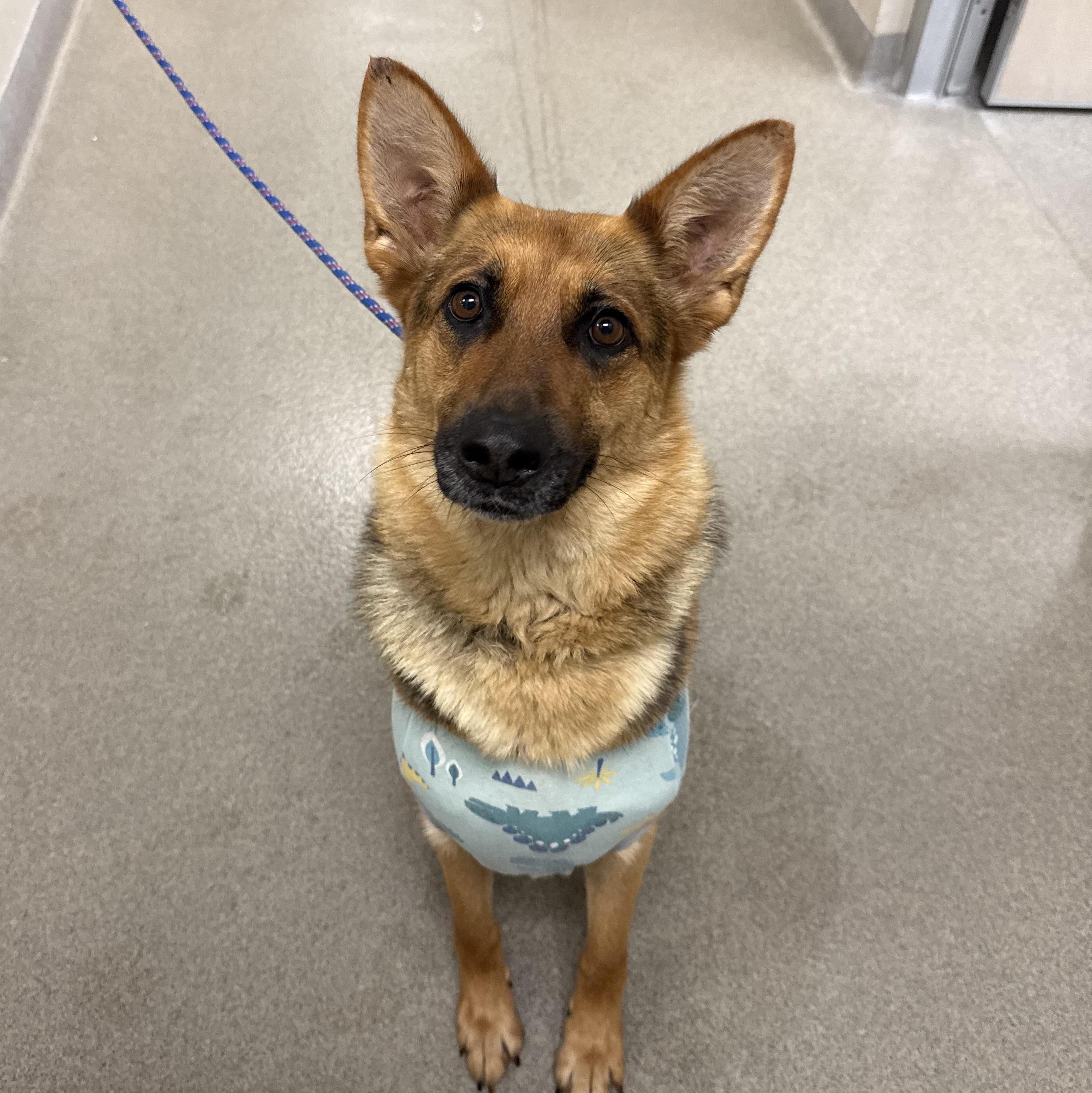 Dipper, ADOPTABLE, Adult Female Shepherd.