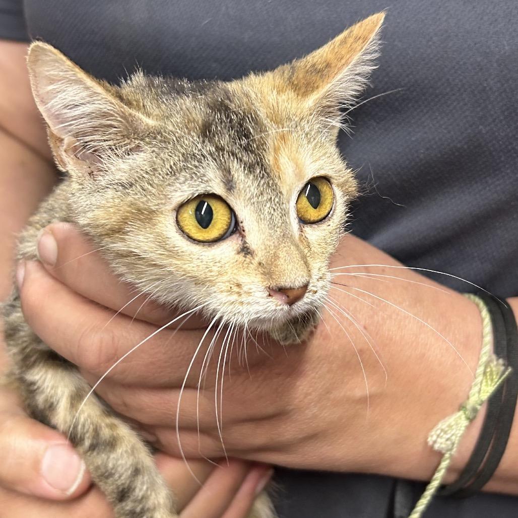 Jonnie, Adoptable, Young Female American Shorthair.
