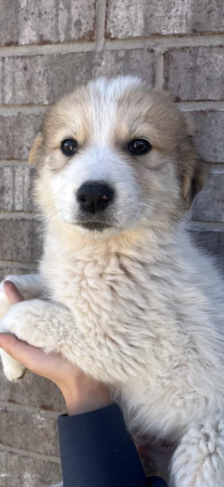 Sadie, Adoptable, Young Female Golden Retriever & Australian Shepherd.
