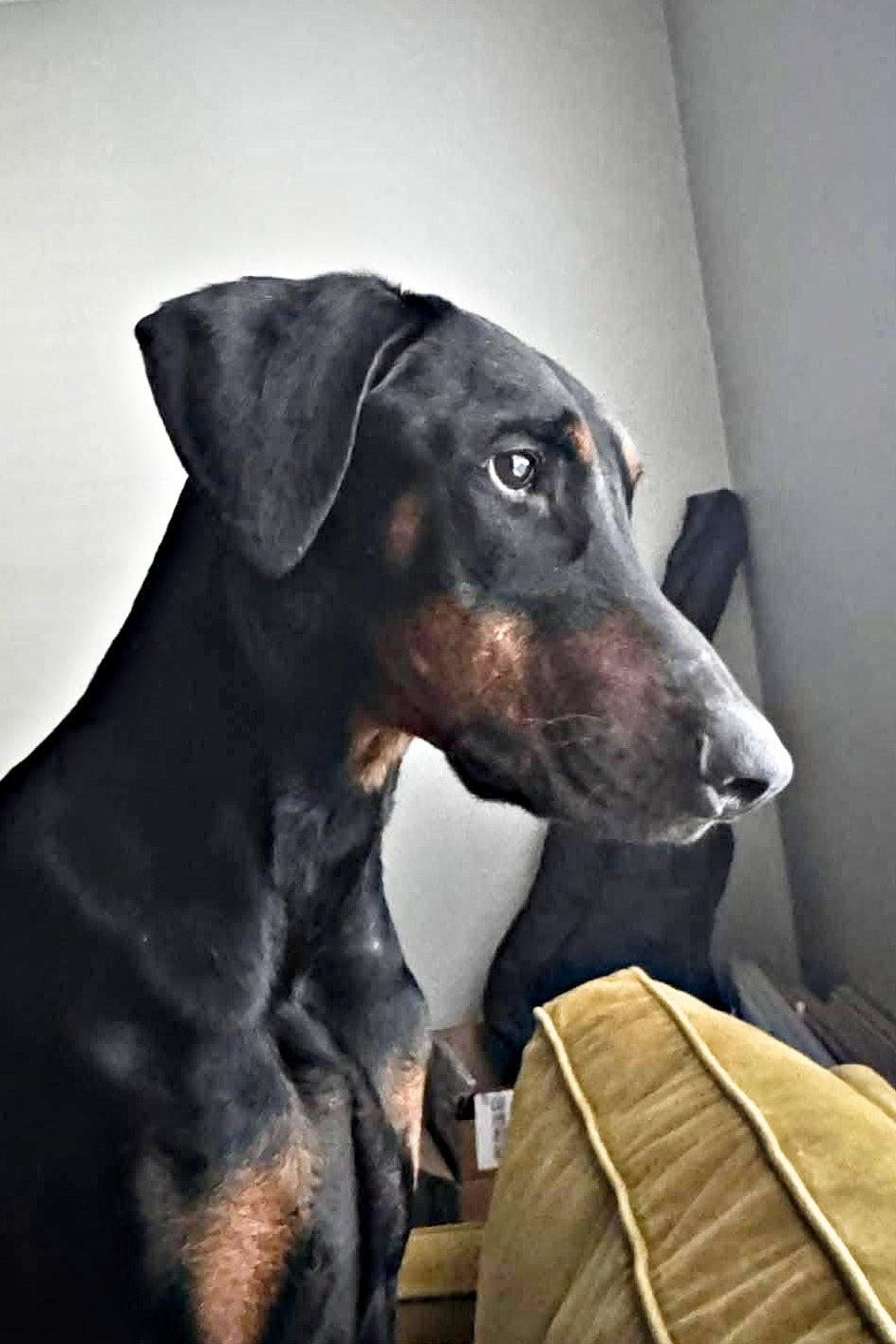 Whinston 3562, Adoptable, Young Male Doberman Pinscher.