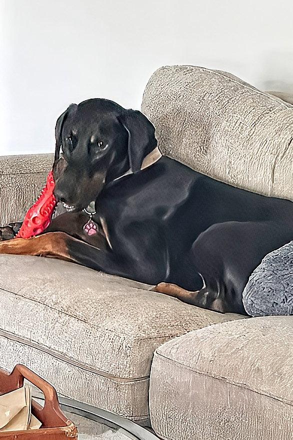 Enlarge Whinston 3562, a Adoptable Doberman Pinscher in Oakland Park, FL image 2/3