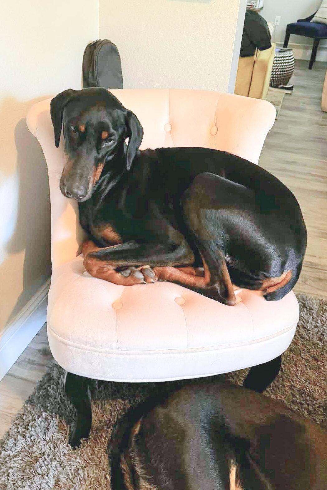 Enlarge Whinston 3562, a Adoptable Doberman Pinscher in Oakland Park, FL image 3/3