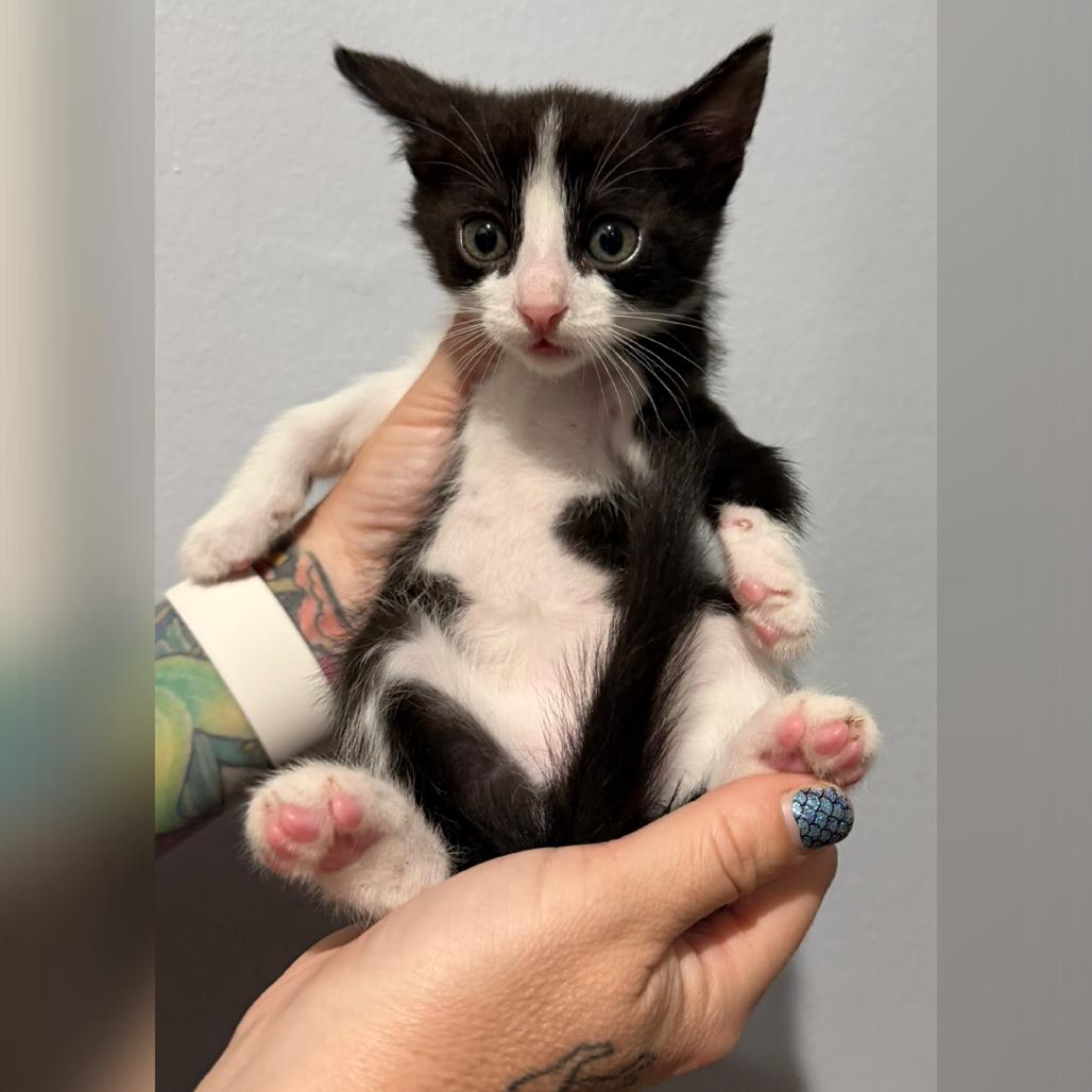 Rachel, Adoptable, Young Female Domestic Short Hair.