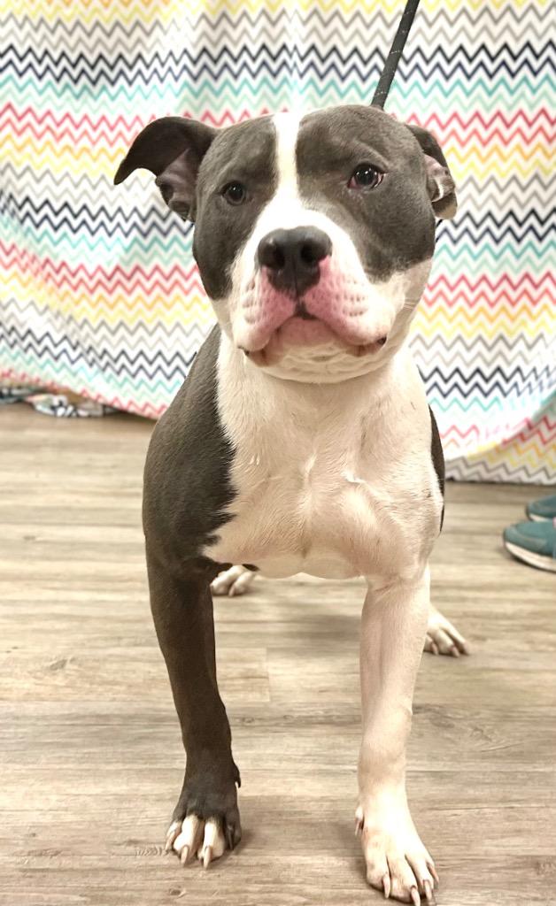 Goose (foster), Adoptable, Adult Male Mixed Breed.