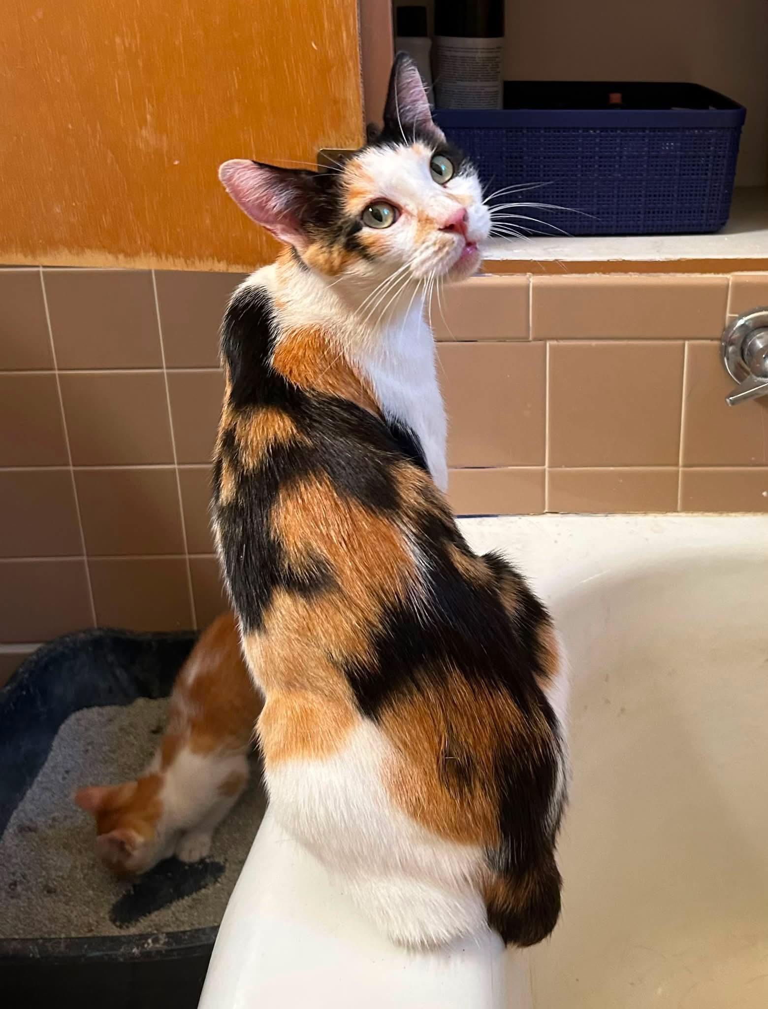 Enlarge Miss Marble, a Adopted American Shorthair in Meeker, OK image 1/1