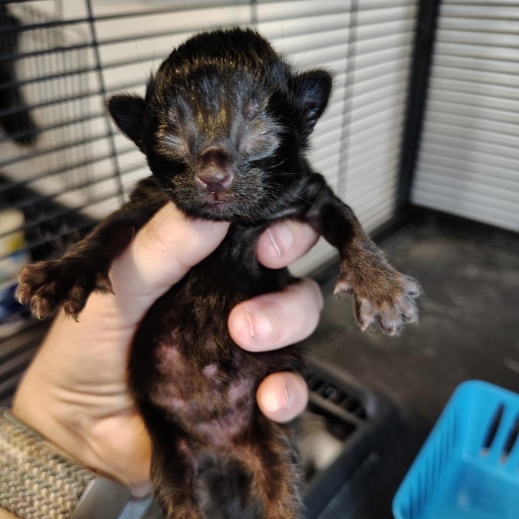 Molly, Adoptable, Kitten Female Domestic Short Hair.