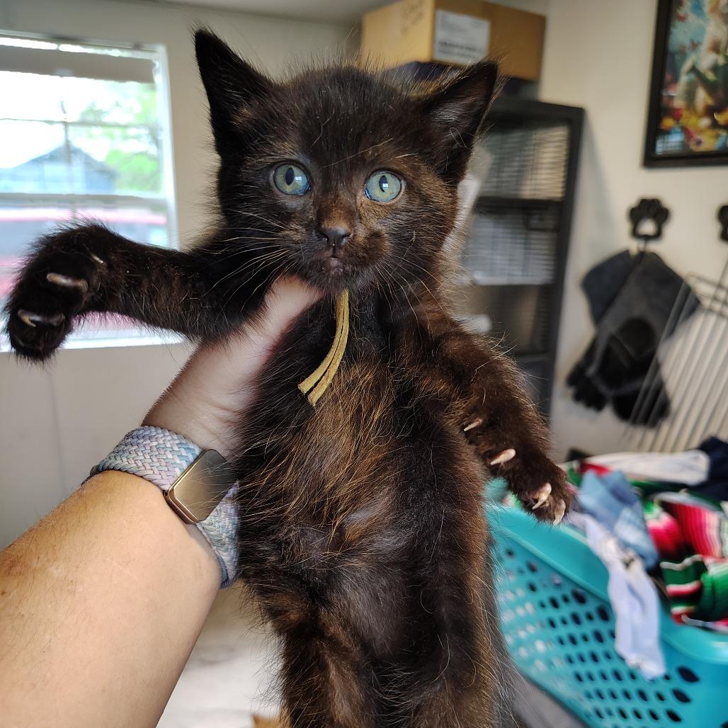 Enlarge Molly, a Adoptable Domestic Short Hair in Osawatomie, KS image 2/3