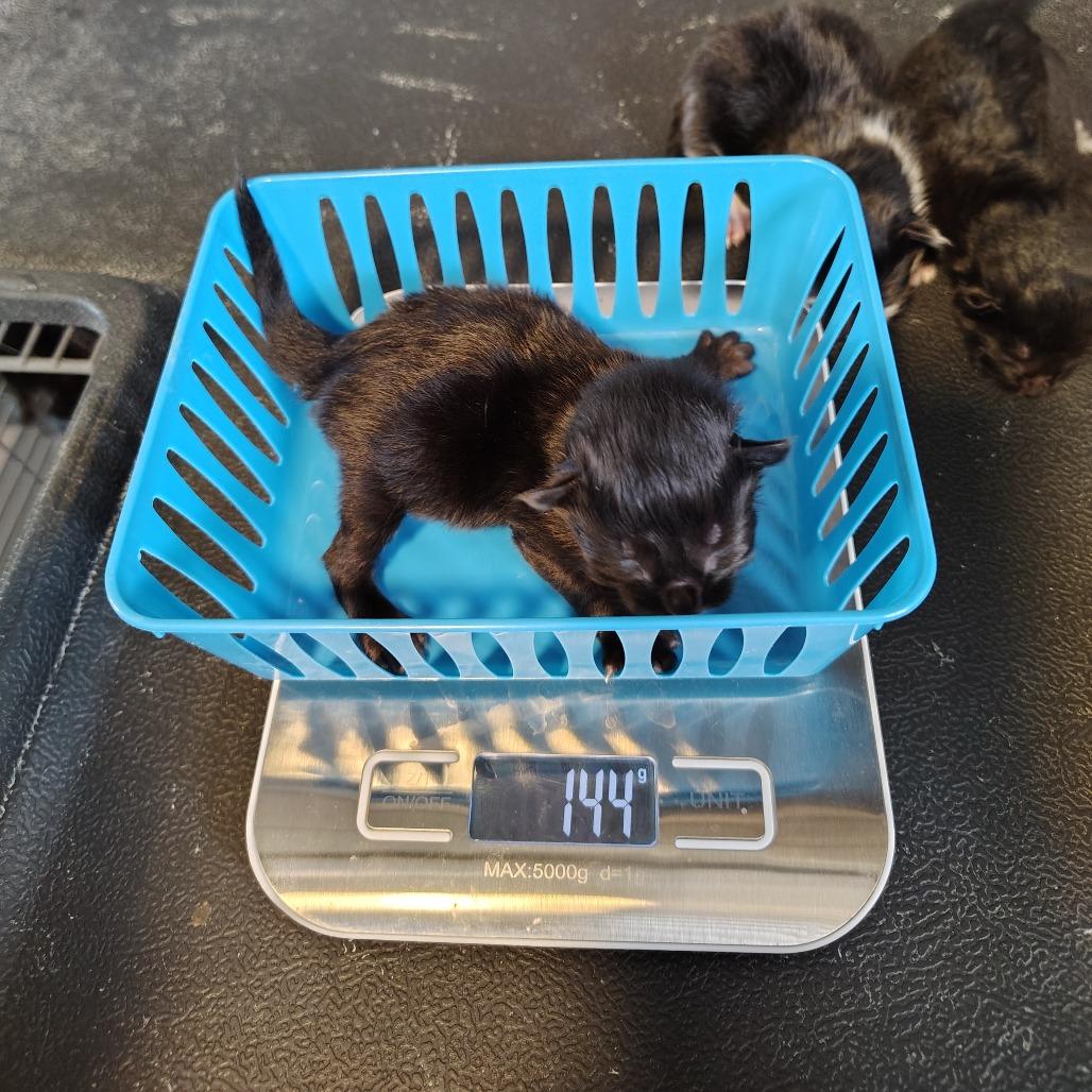 Enlarge Molly, a Adoptable Domestic Short Hair in Osawatomie, KS image 3/3