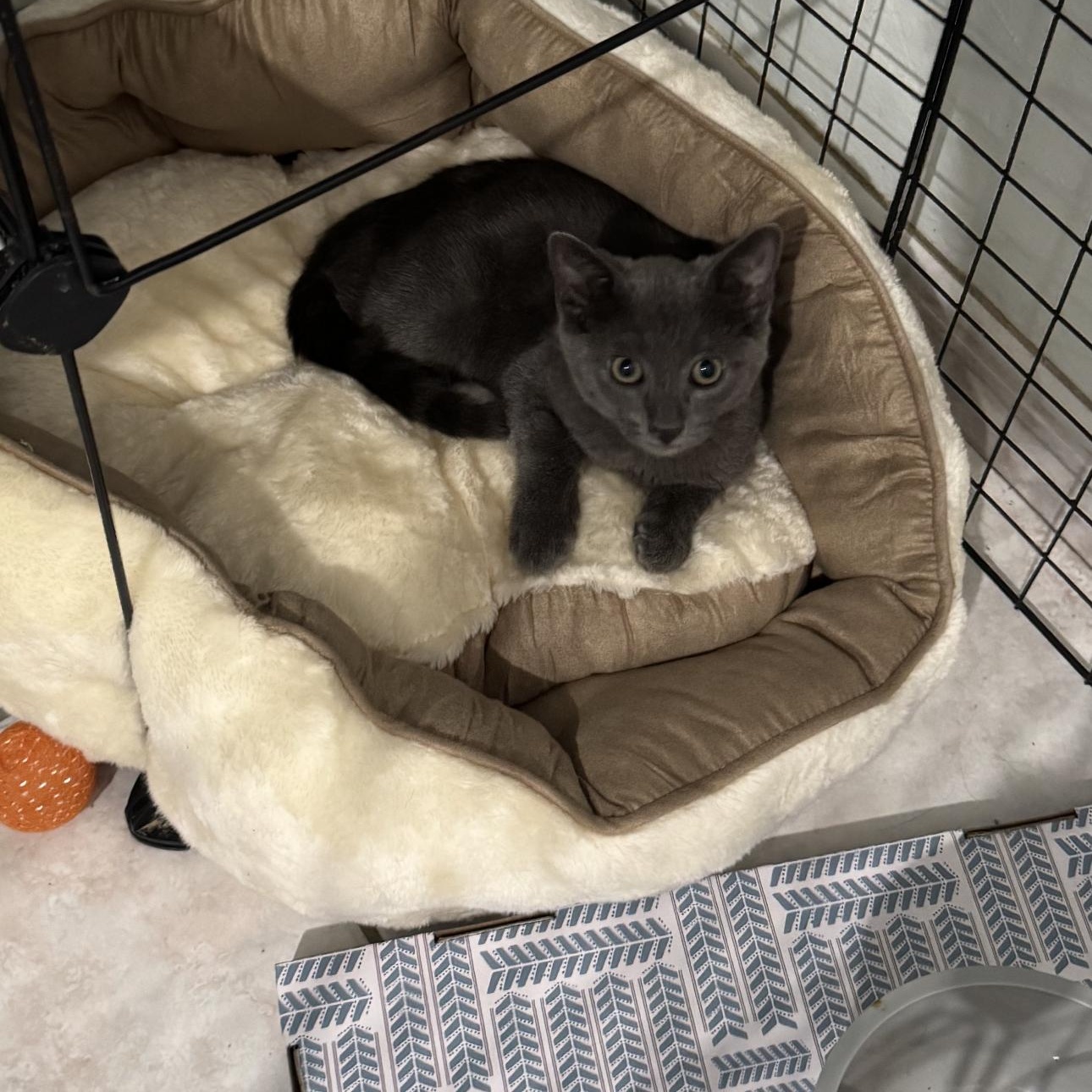 Enlarge Gia, an adopted Russian Blue in Boston, MA image 2/4