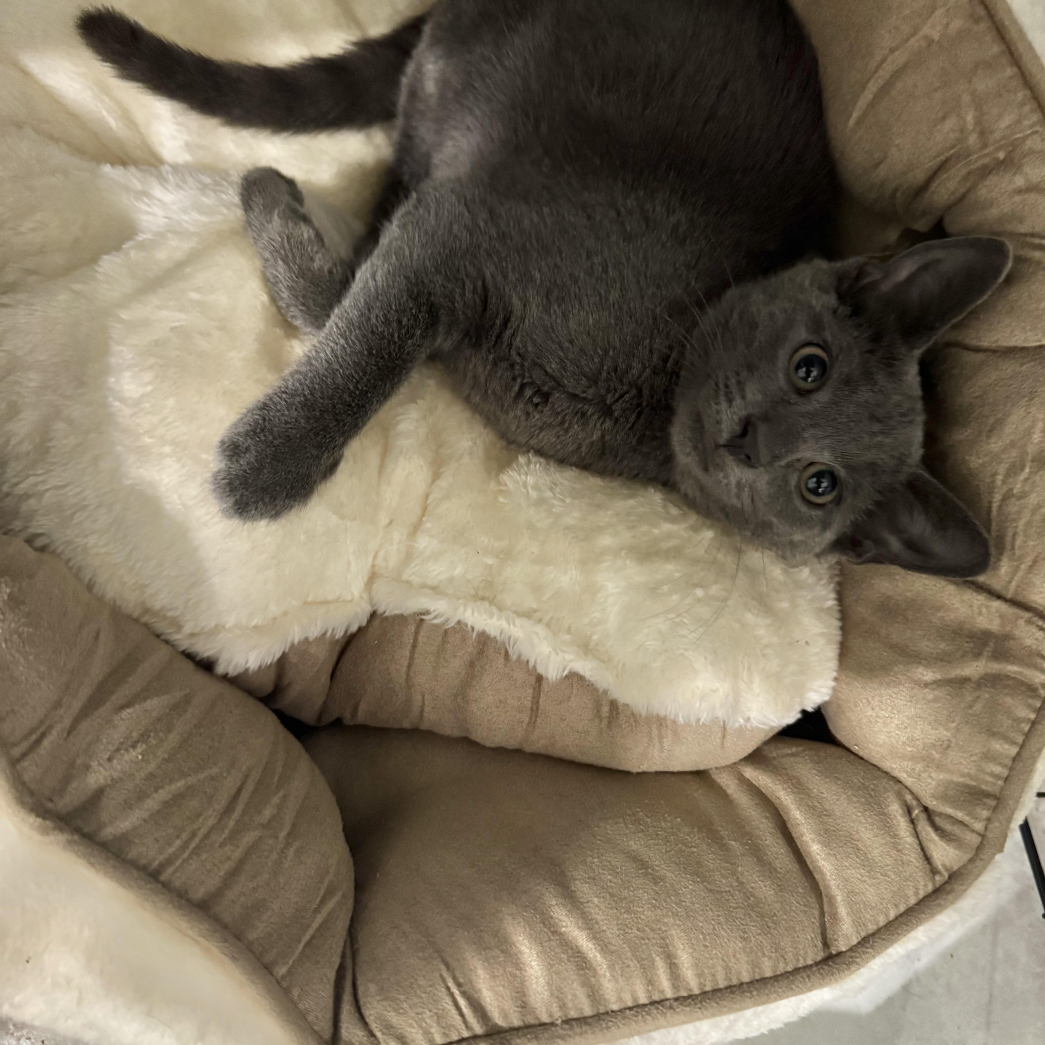 Enlarge Gia, an adopted Russian Blue in Boston, MA image 3/4
