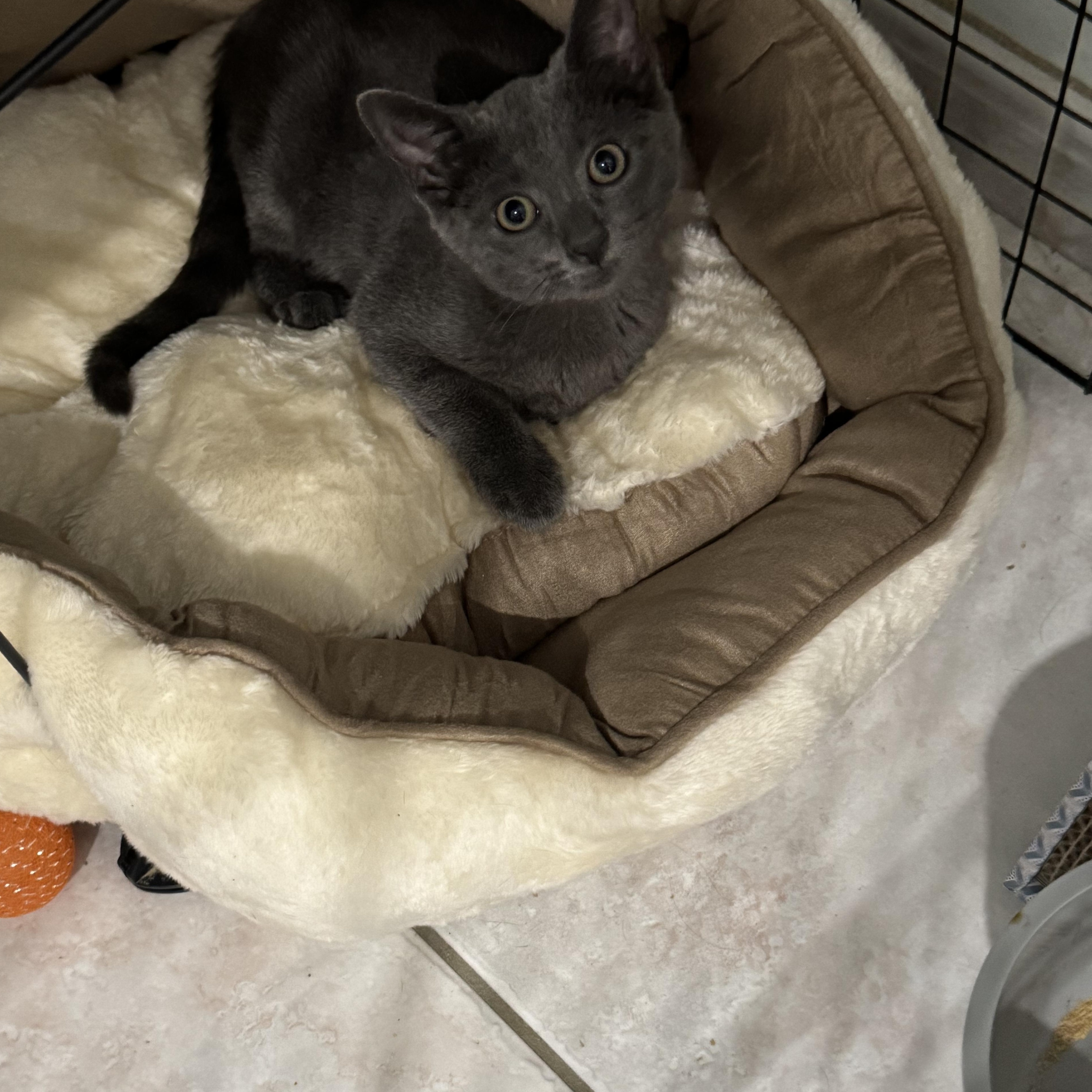 Gia, adopted, Kitten Female Russian Blue.