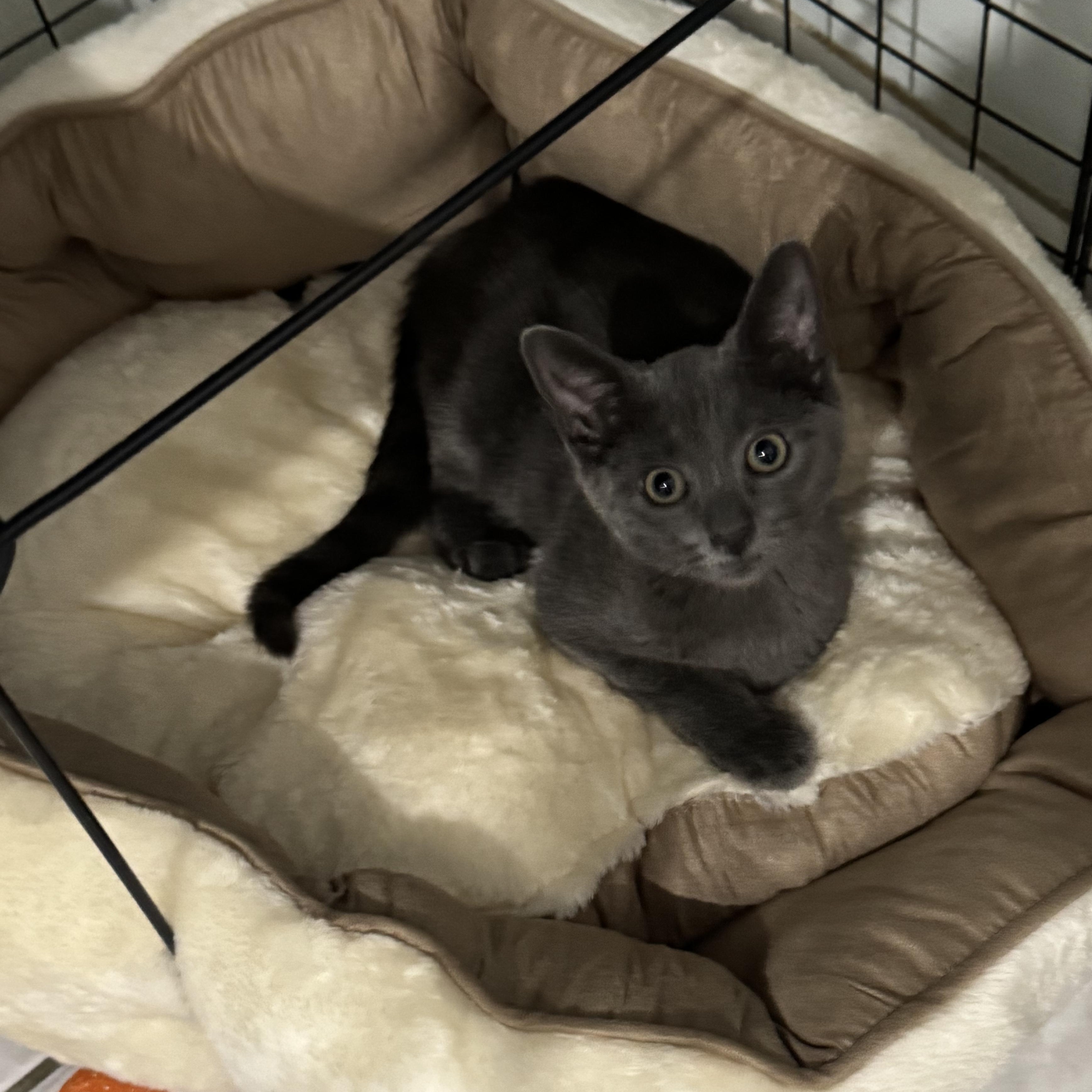 Enlarge Gia, an adopted Russian Blue in Boston, MA image 4/4