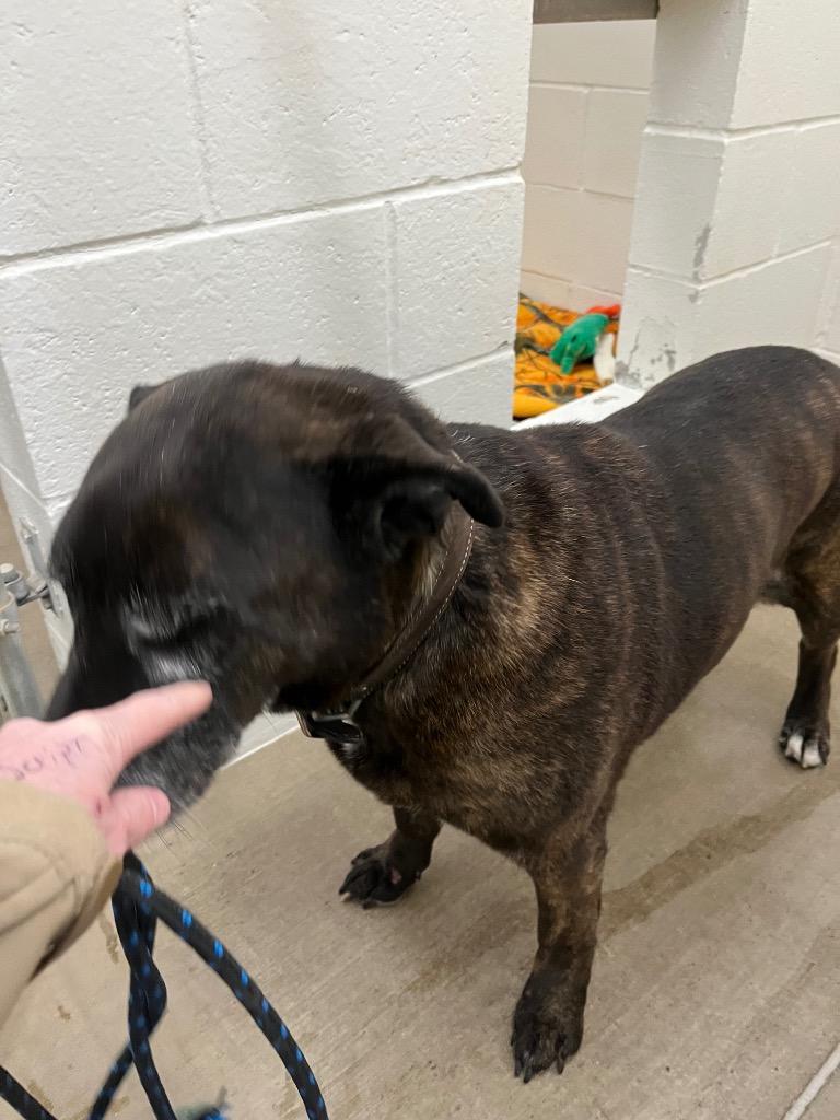 Enlarge Bernie, a Adoptable mixed breed in Gillette, WY image 1/1