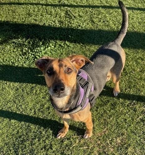 Luna, Adoptable, Adult Female Shepherd & Labrador Retriever.
