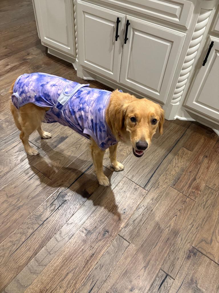 Lucky, Adopted, Young Female Golden Retriever.