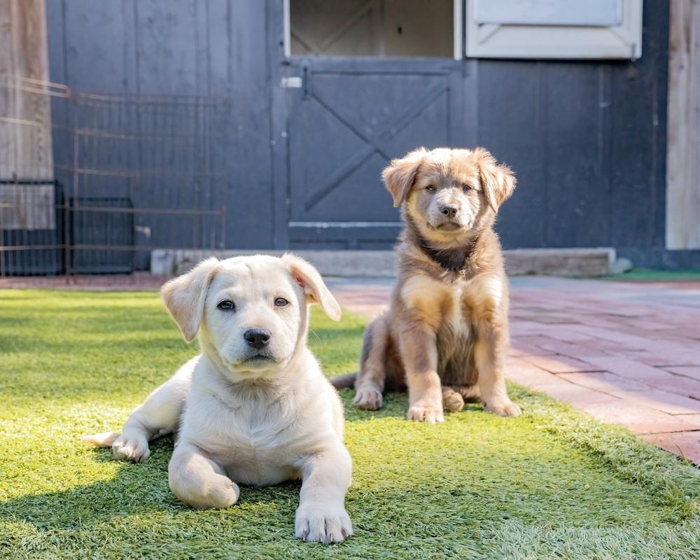 Raphael, Adoptable, Puppy Male Labrador Retriever.