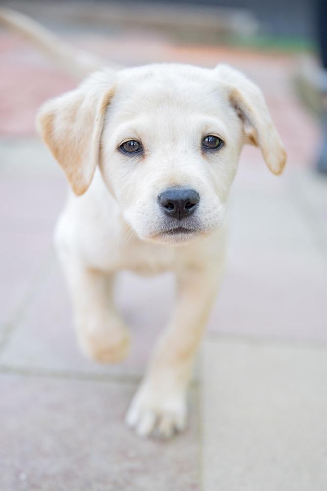 Enlarge Raphael, a Adoptable mixed breed in San Diego, CA image 2/5