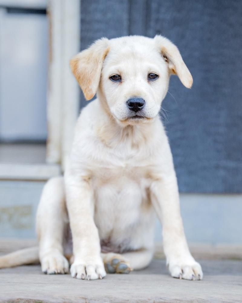 Enlarge Raphael, a Adoptable mixed breed in San Diego, CA image 3/5