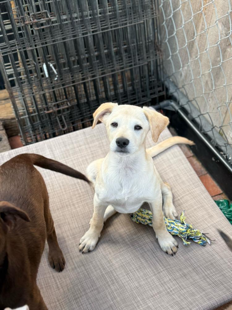 Enlarge Raphael, a Adoptable mixed breed in San Diego, CA image 4/5