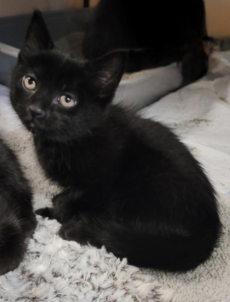 Muesli, Adoptable, Young Female American Shorthair.