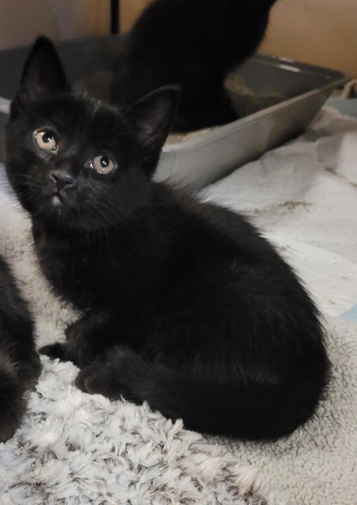 Enlarge Muesli, a Adoptable American Shorthair in Hagaman, NY image 2/6