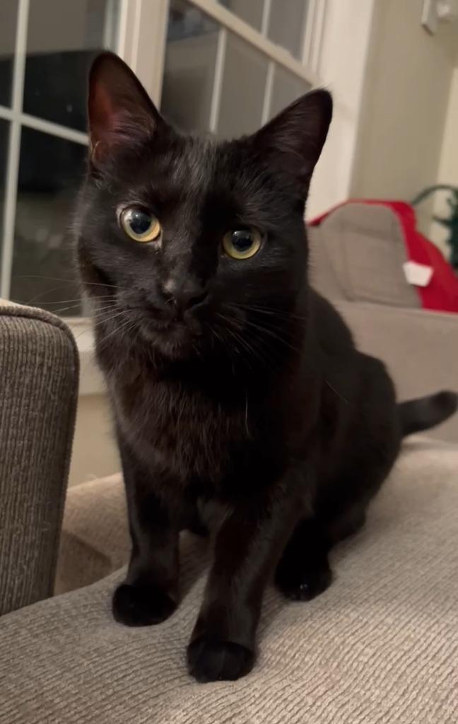 Enlarge Muesli, a Adoptable American Shorthair in Hagaman, NY image 3/6