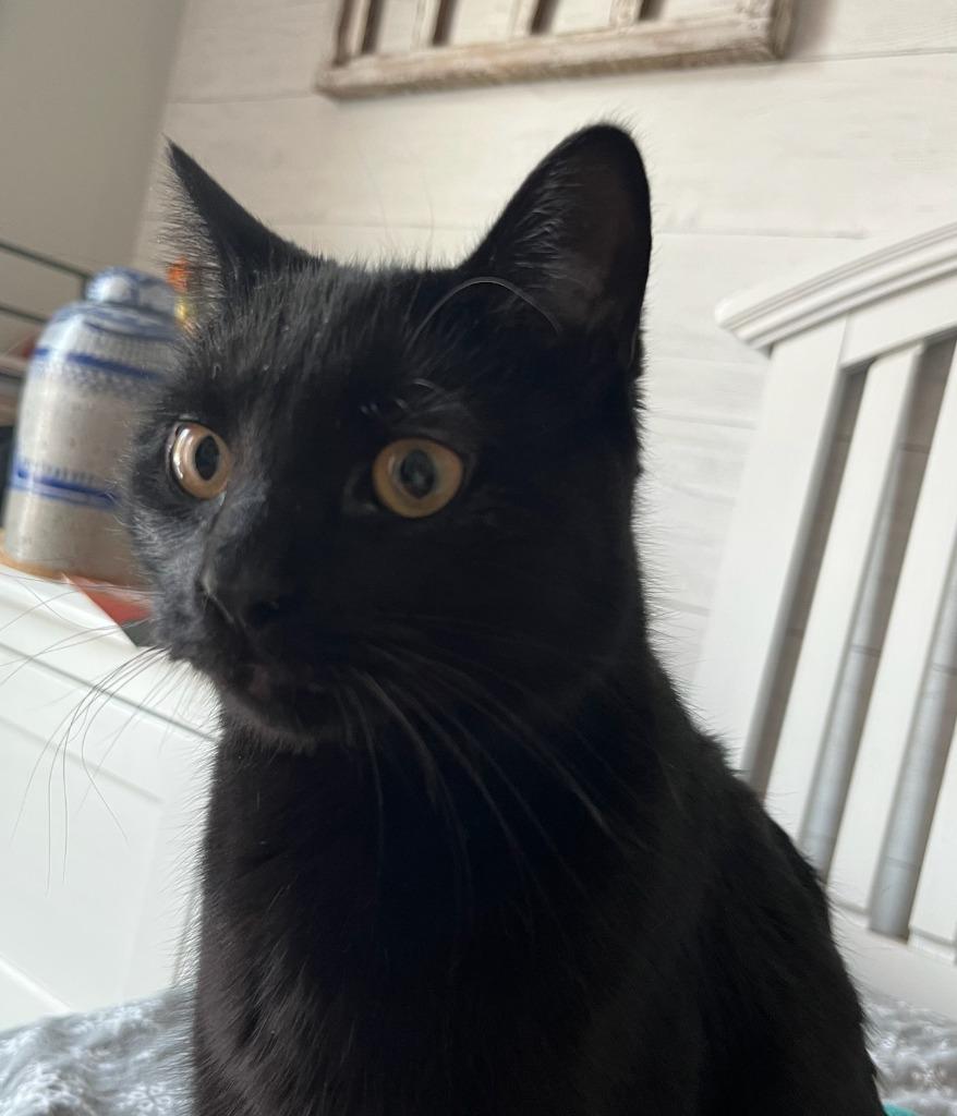 Enlarge Muesli, a Adoptable American Shorthair in Hagaman, NY image 4/6