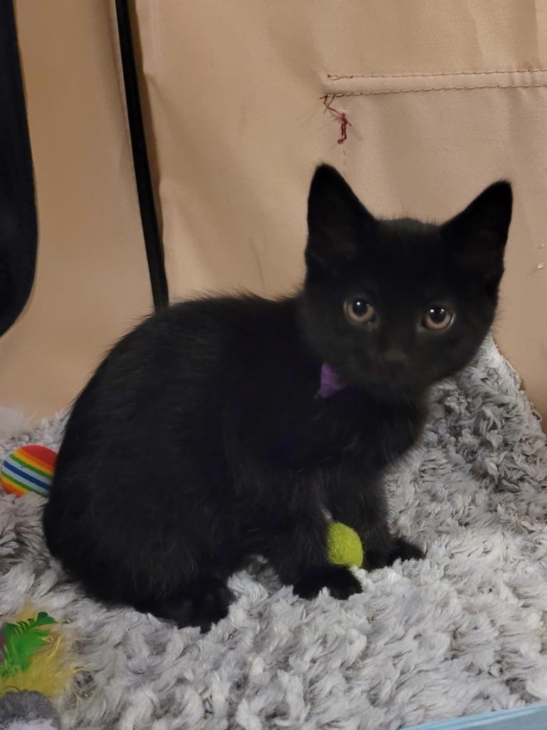 Enlarge Muesli, a Adoptable American Shorthair in Hagaman, NY image 5/6