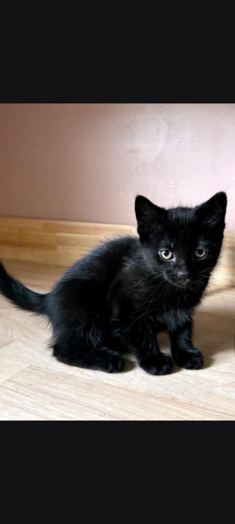 Enlarge Muesli, a Adoptable American Shorthair in Hagaman, NY image 6/6