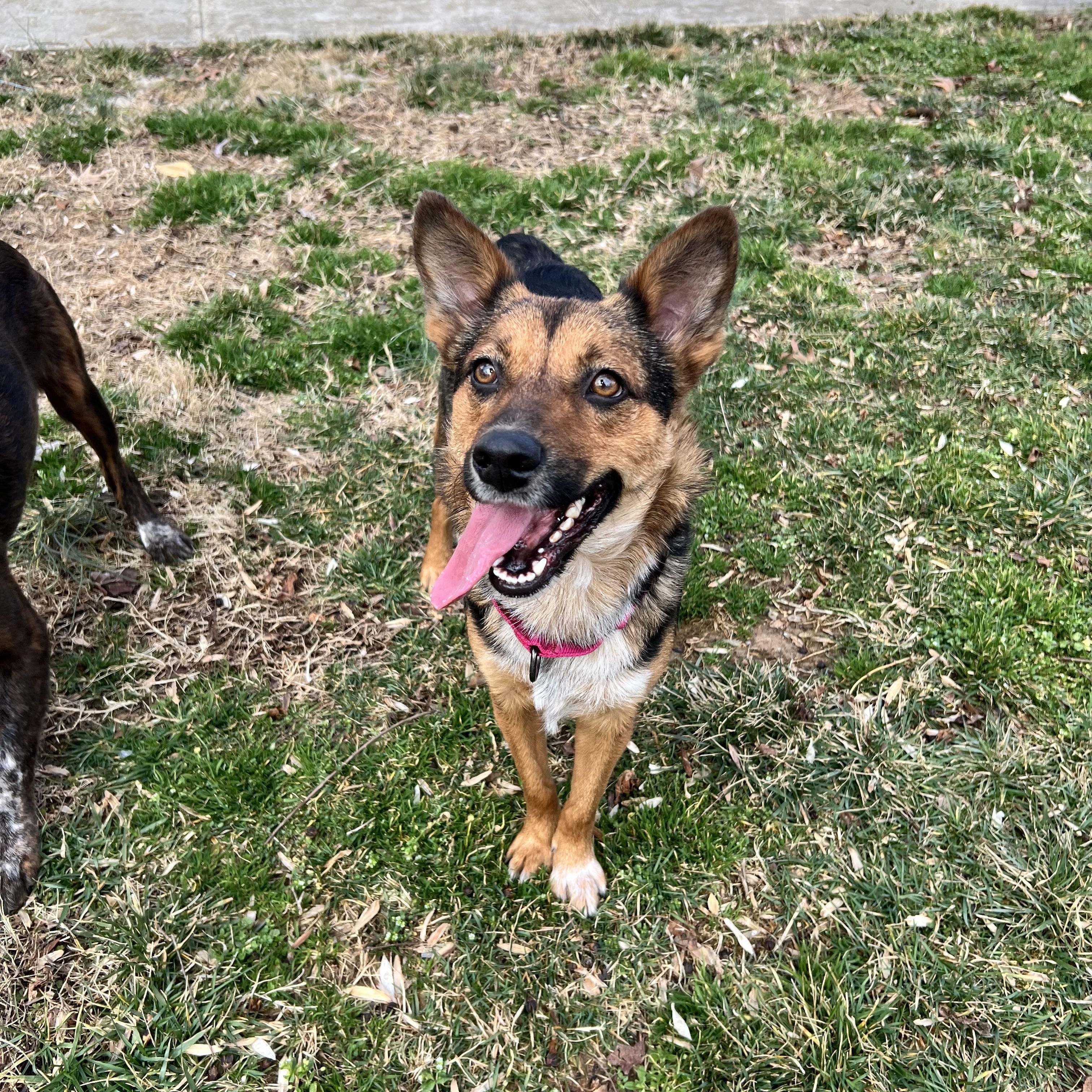 Enlarge Trudy, a ADOPTABLE mixed breed in Hughesville, MD image 3/5
