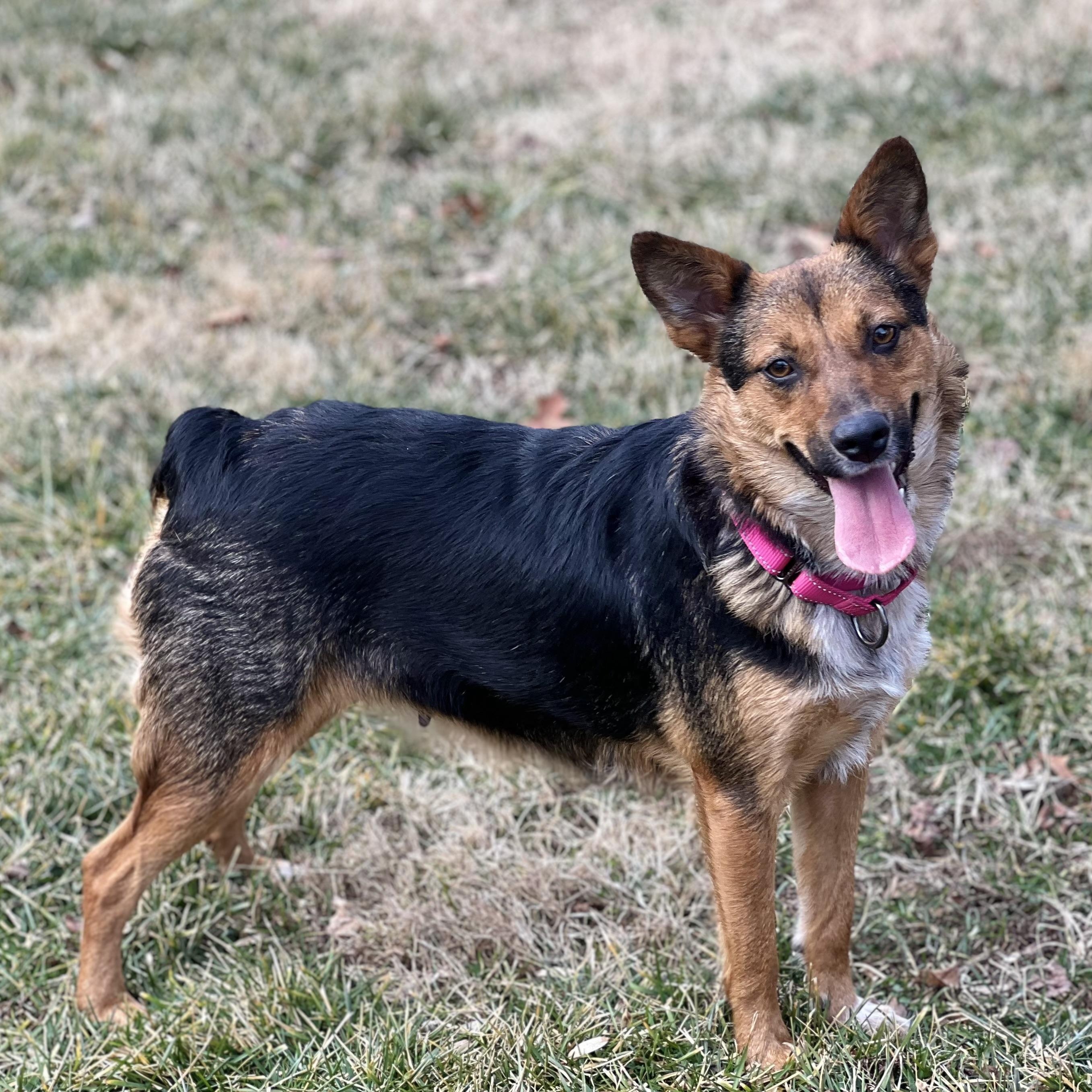 Enlarge Trudy, a ADOPTABLE mixed breed in Hughesville, MD image 4/5