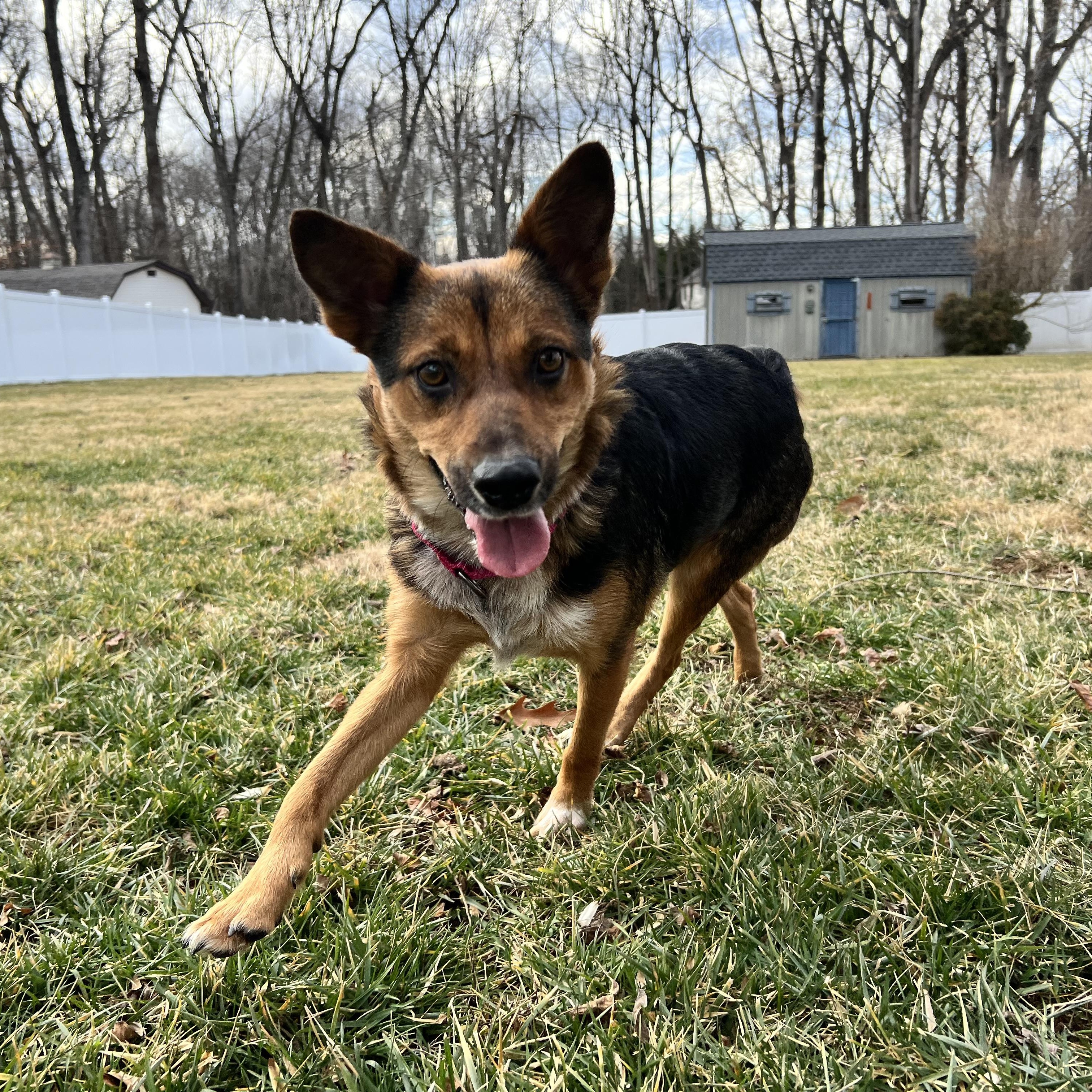 Enlarge Trudy, a ADOPTABLE mixed breed in Hughesville, MD image 2/5