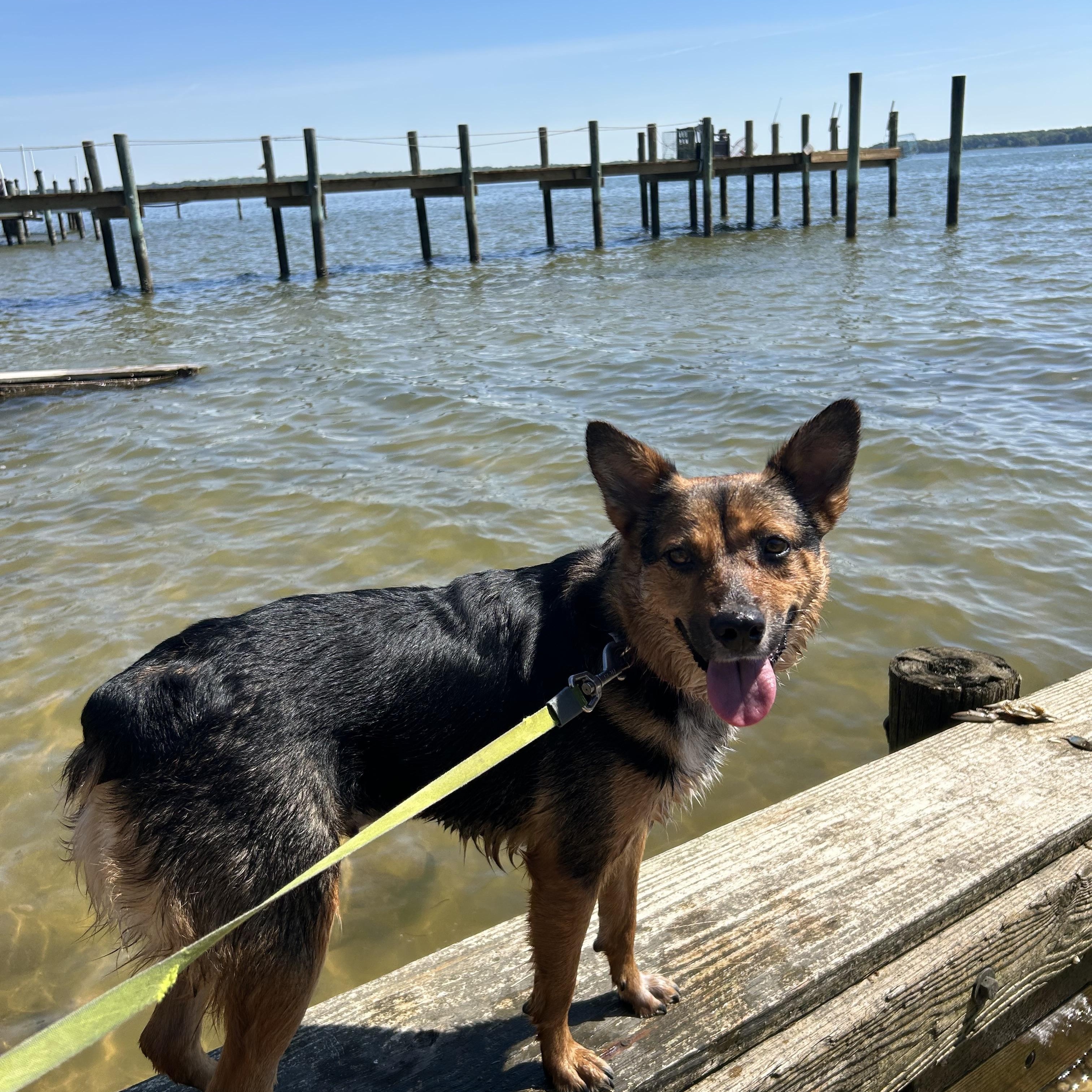 Enlarge Trudy, a ADOPTABLE mixed breed in Hughesville, MD image 4/6