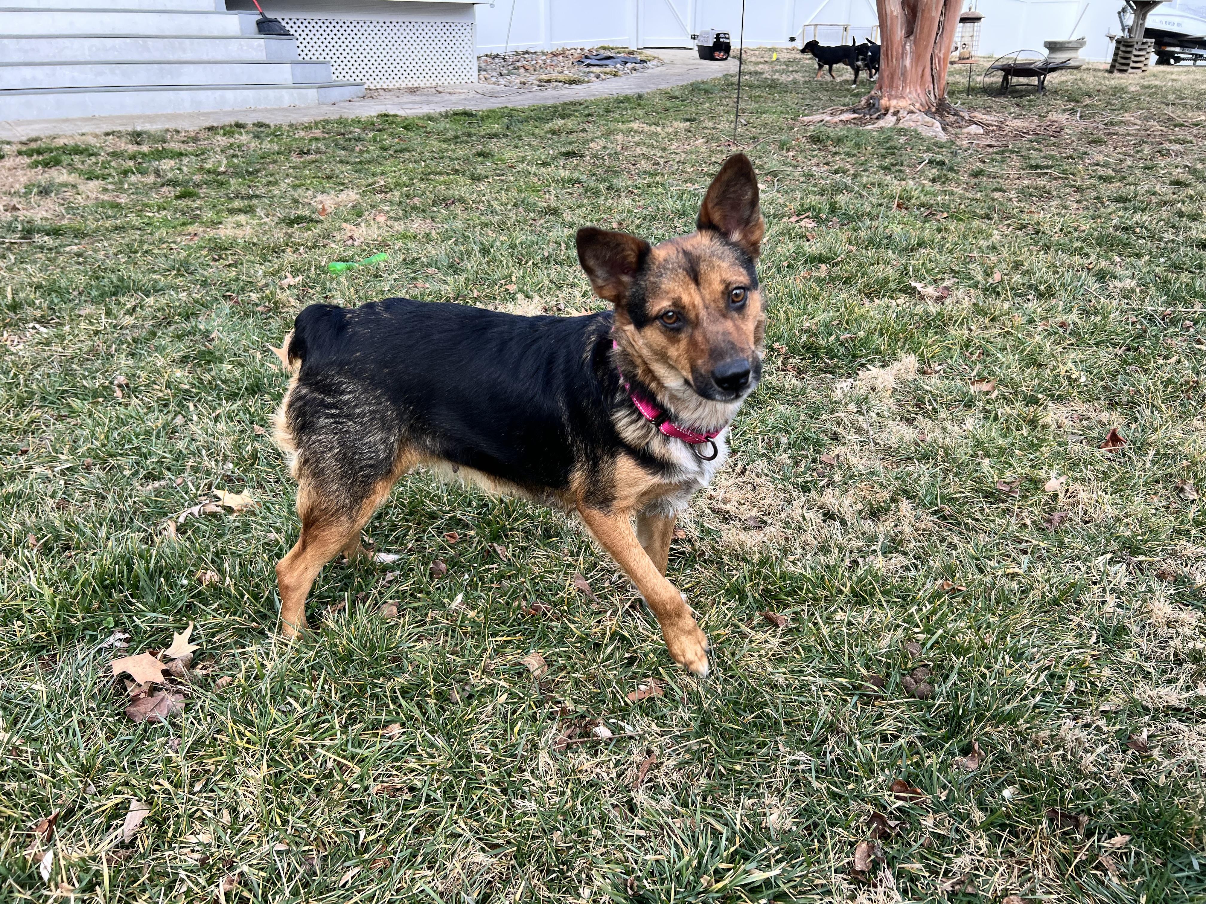 Enlarge Trudy, a ADOPTABLE mixed breed in Hughesville, MD image 3/4