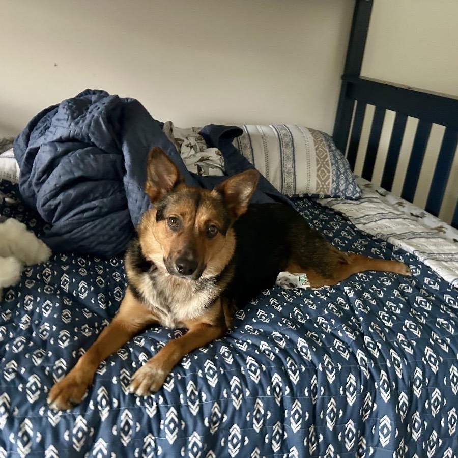 Enlarge Trudy, a ADOPTABLE mixed breed in Hughesville, MD image 1/6