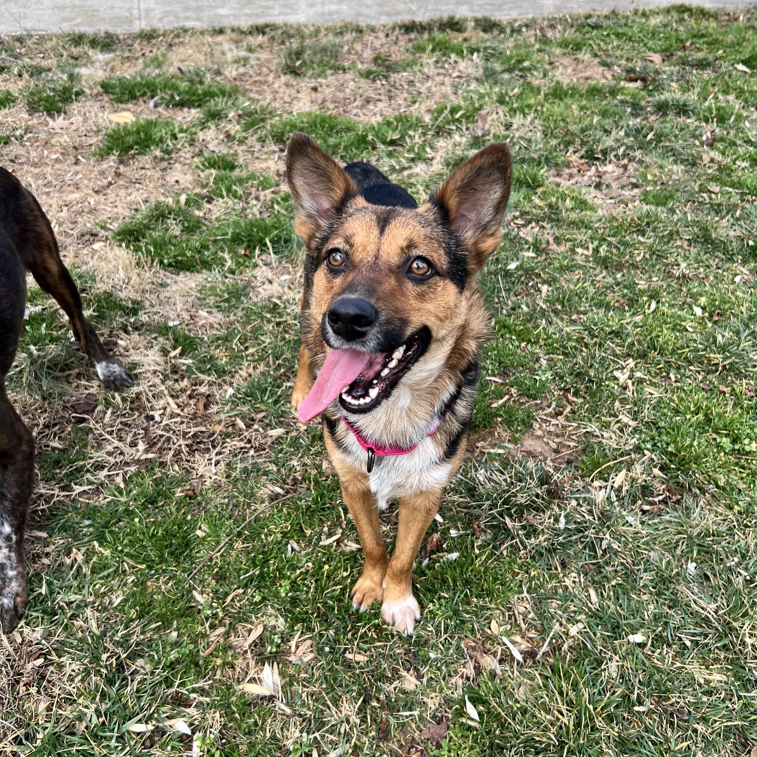 Enlarge Trudy, a ADOPTABLE mixed breed in Hughesville, MD image 4/4
