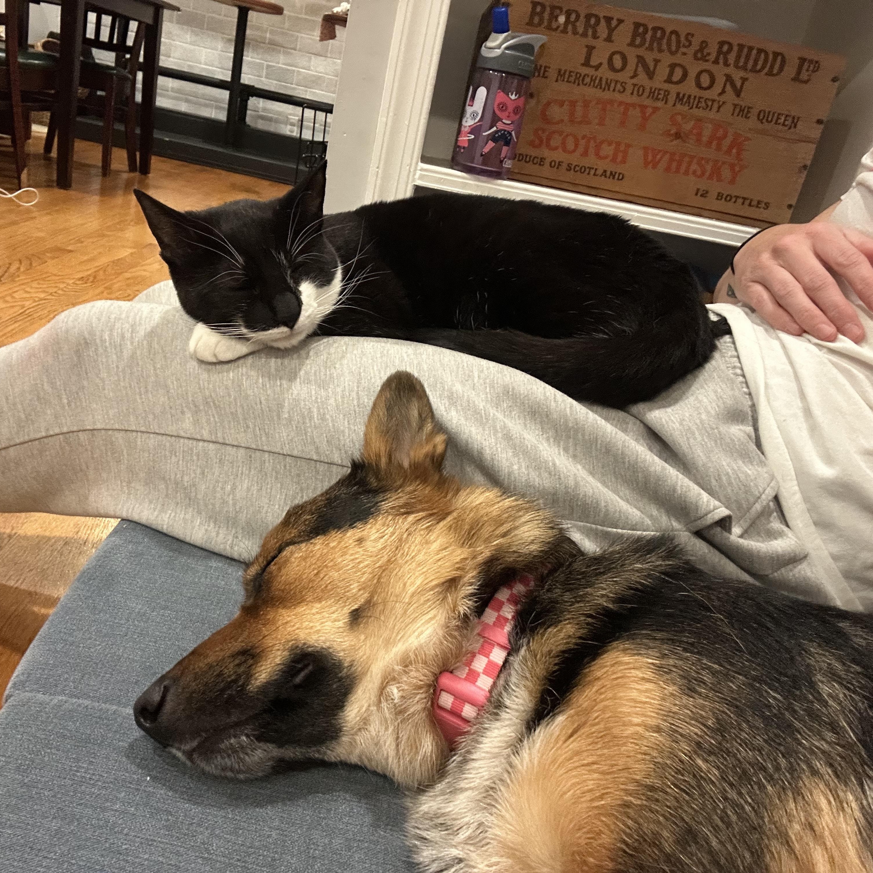 Enlarge Trudy, a ADOPTABLE mixed breed in Hughesville, MD image 5/6