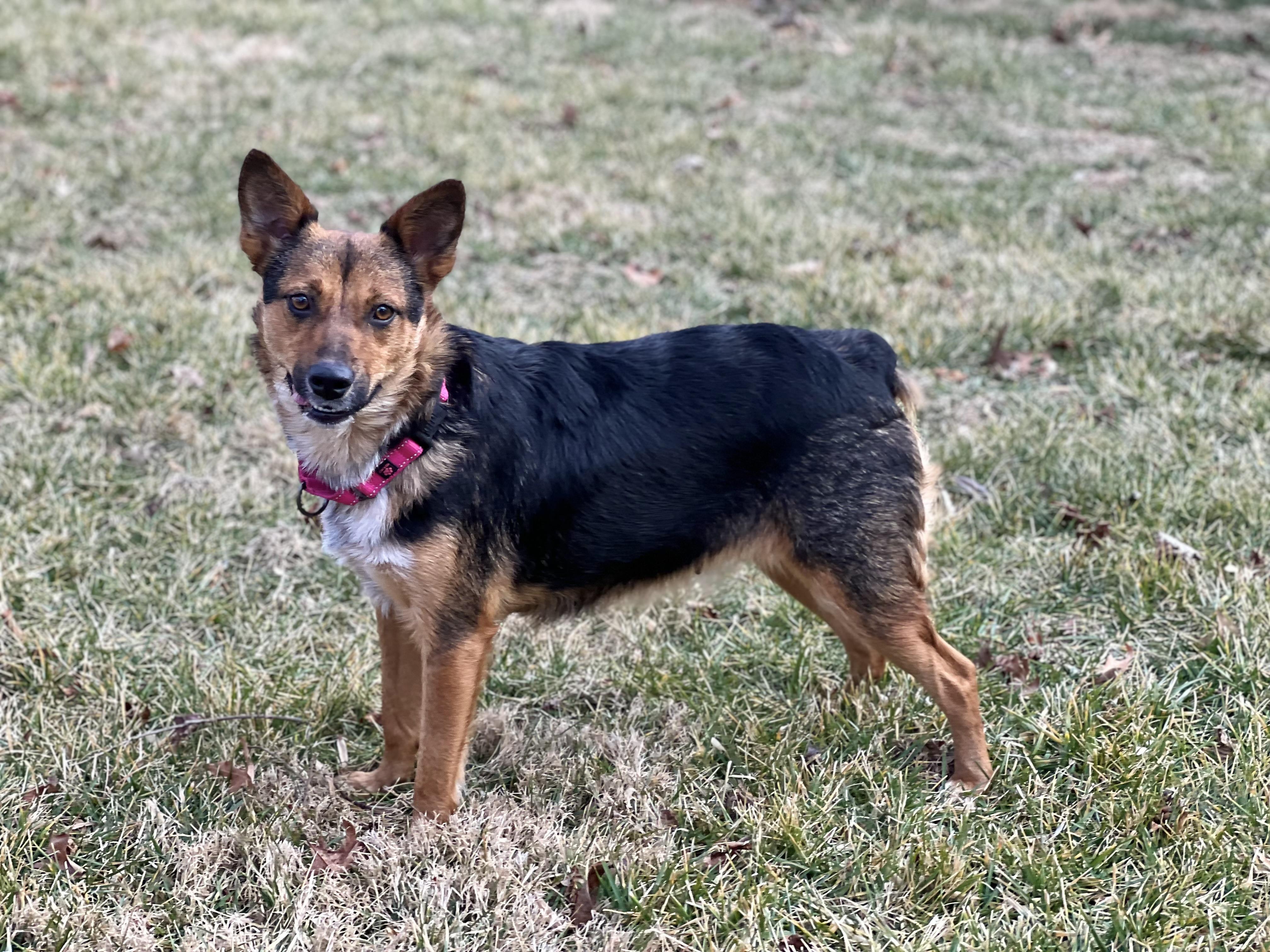 Trudy, ADOPTABLE, Adult Female Cattle Dog.