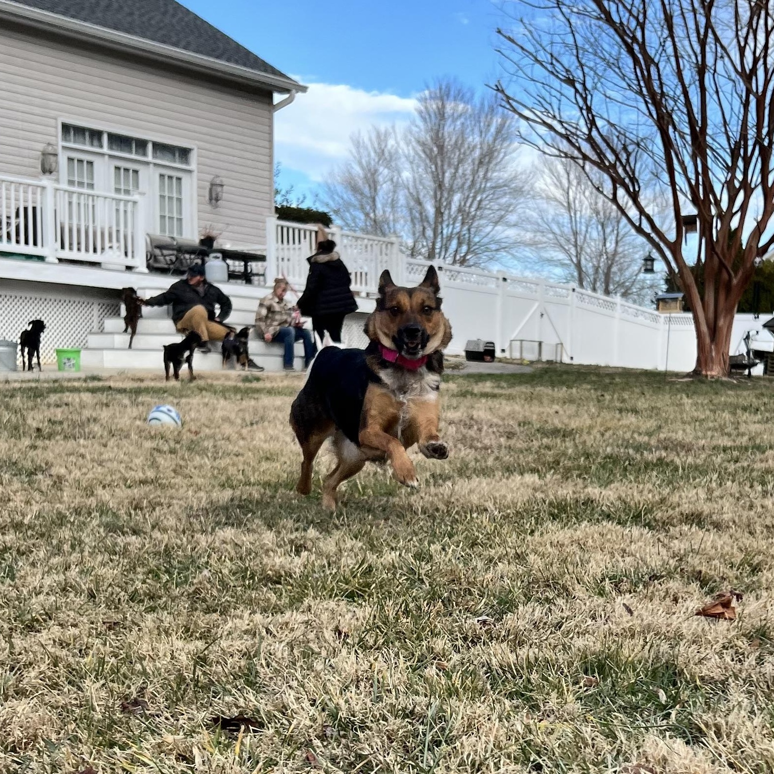 Enlarge Trudy, a ADOPTABLE mixed breed in Hughesville, MD image 5/5