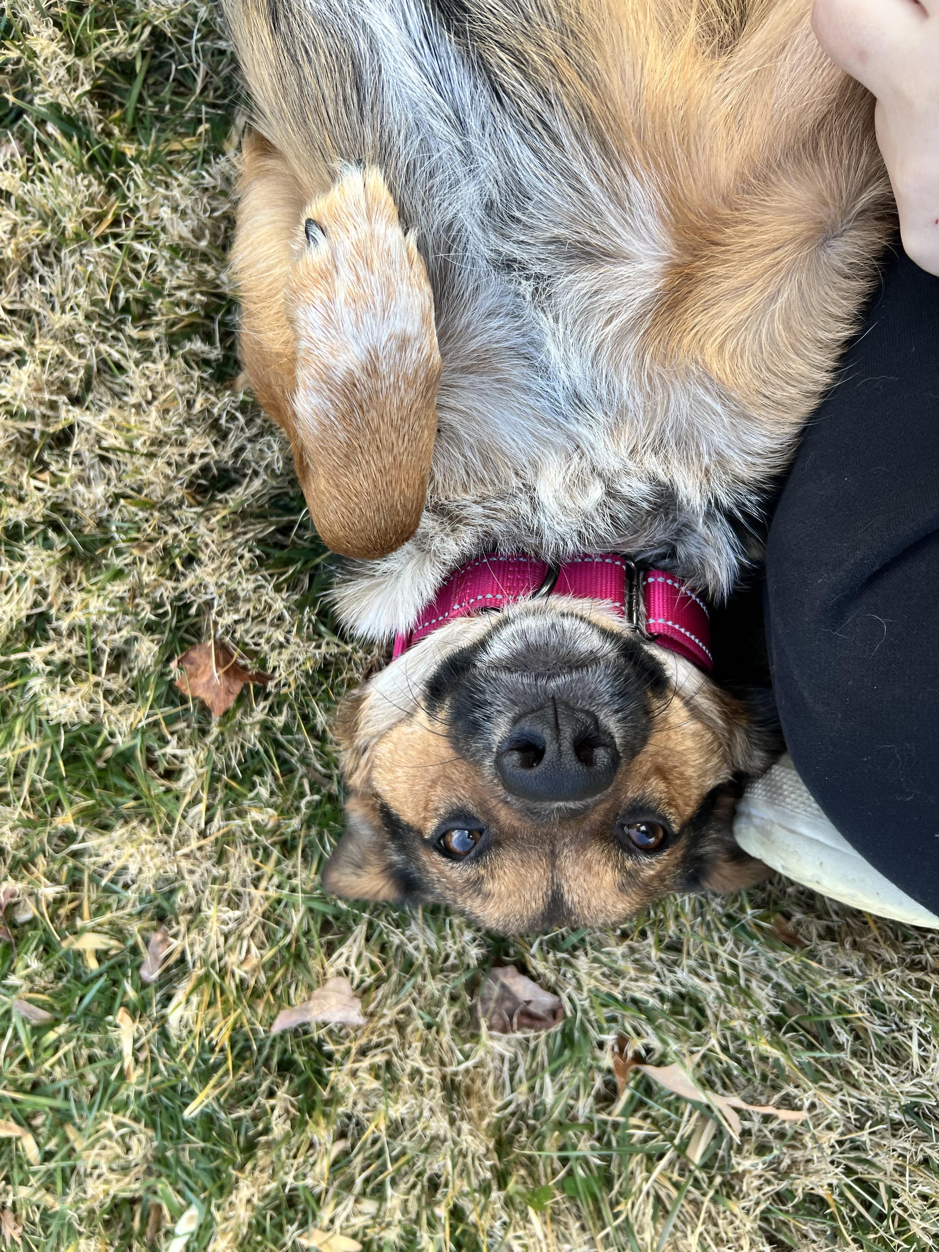 Enlarge Trudy, a ADOPTABLE mixed breed in Hughesville, MD image 2/4